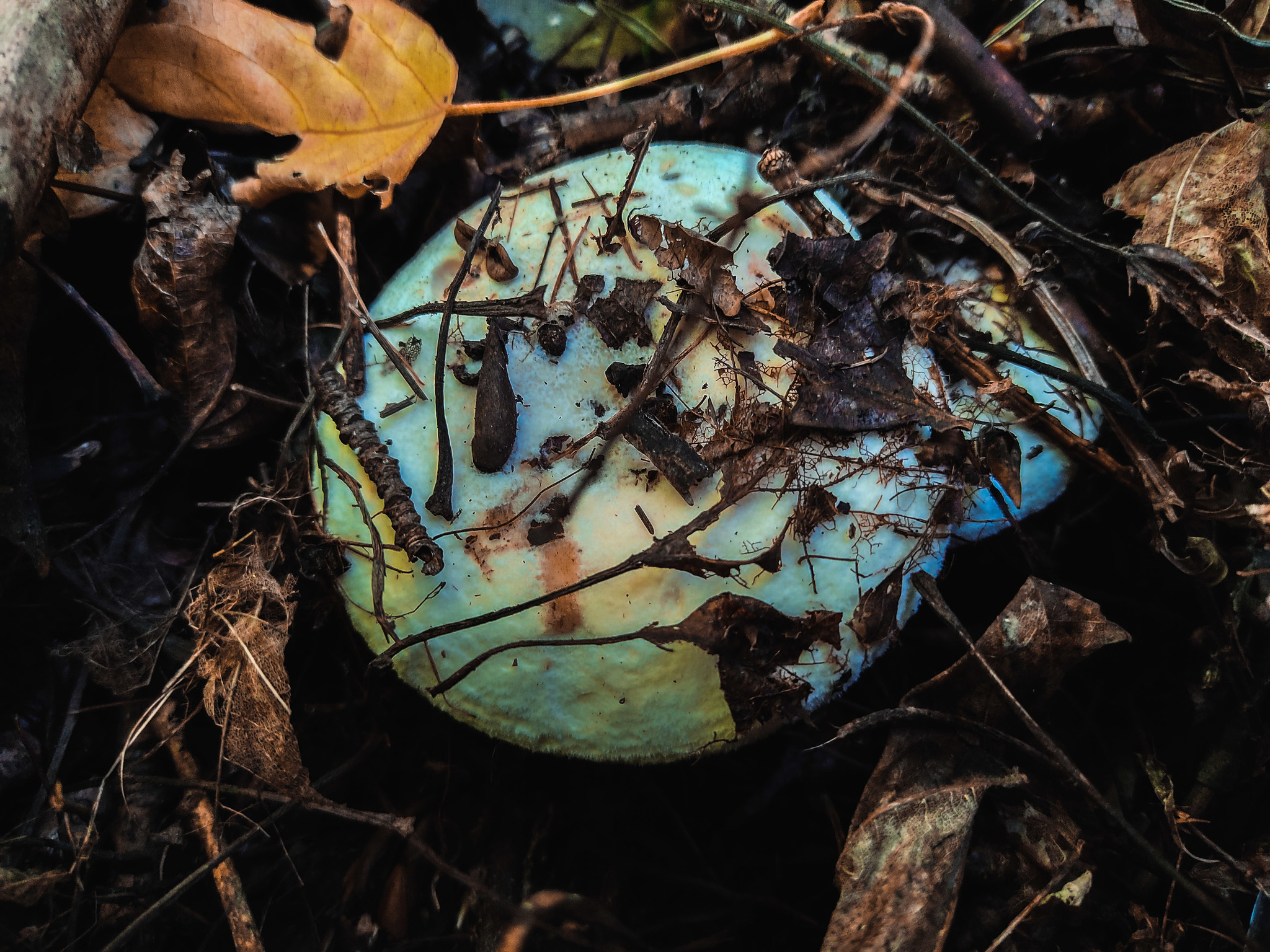 Aspen (poplar) breast - My, Mushrooms, Lactarius, Longpost