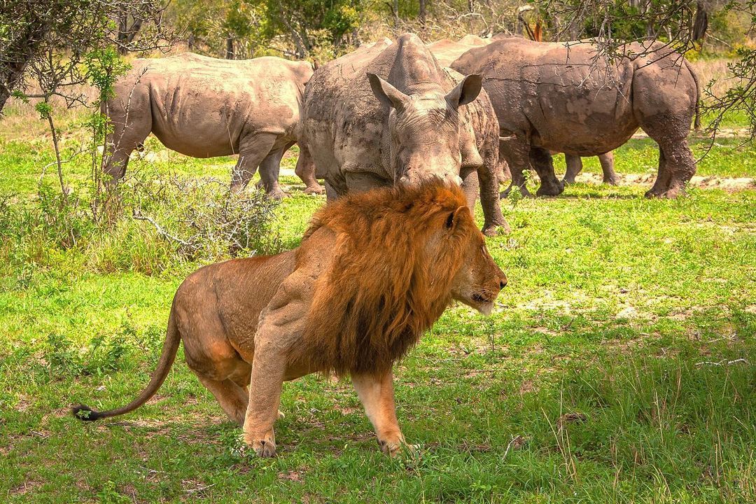 It's time to go - a lion, Big cats, Cat family, Predatory animals, Wild animals, wildlife, South Africa, The photo, , Reserves and sanctuaries, Rhinoceros