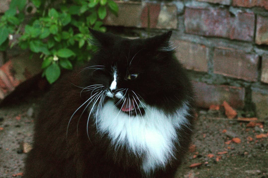 pirate cat - My, cat, Nikon, Nikon d3200, The photo