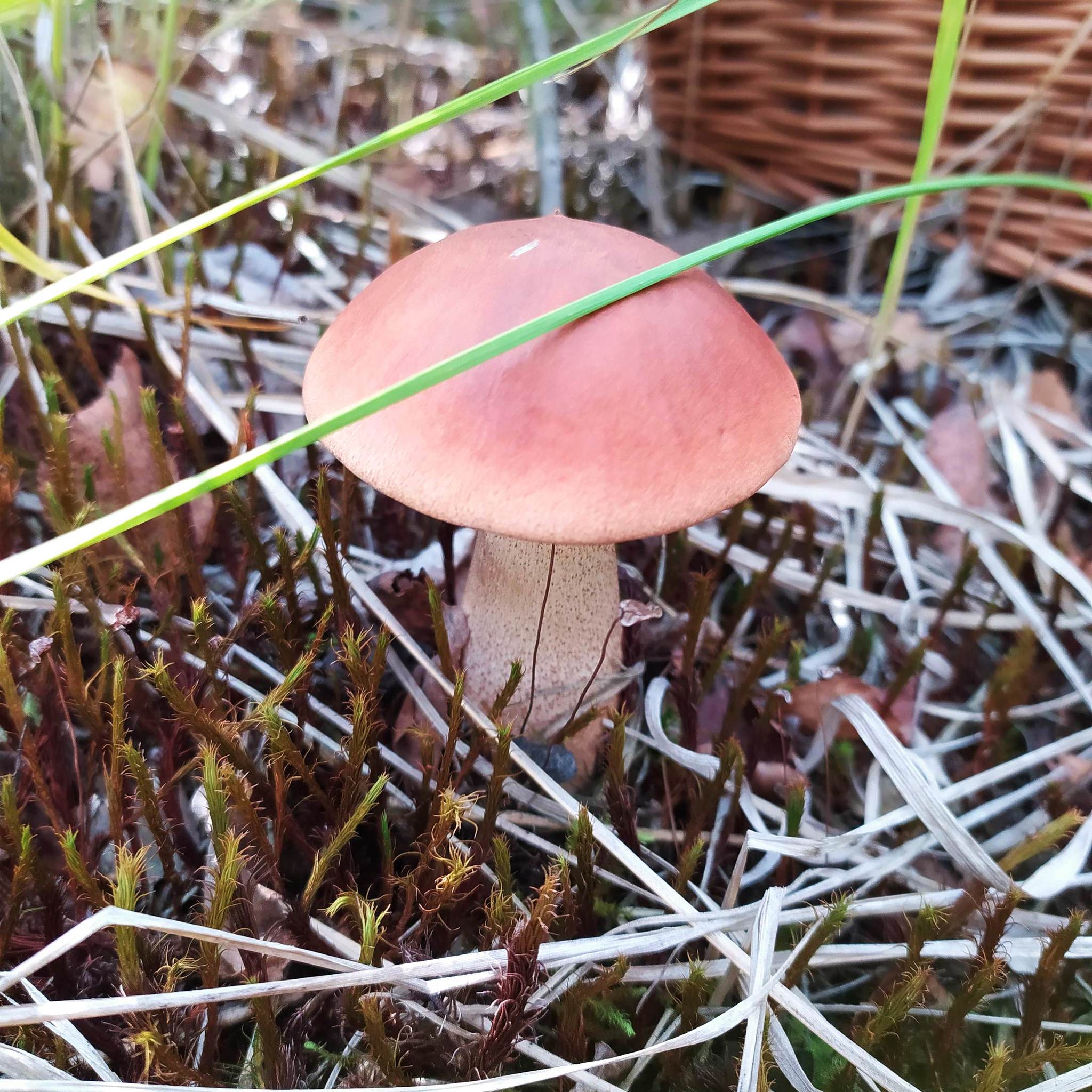 My Silent Hunt - My, Mushrooms, Ryazan Oblast, Silent hunt, Mushroom pickers, Longpost