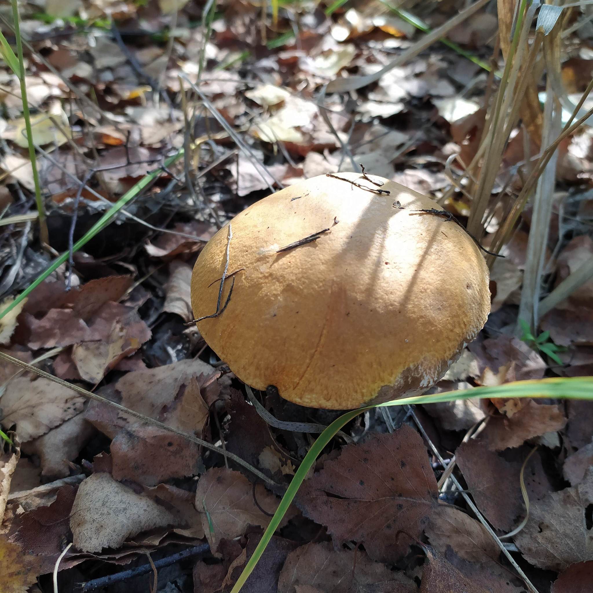 My Silent Hunt - My, Mushrooms, Ryazan Oblast, Silent hunt, Mushroom pickers, Longpost