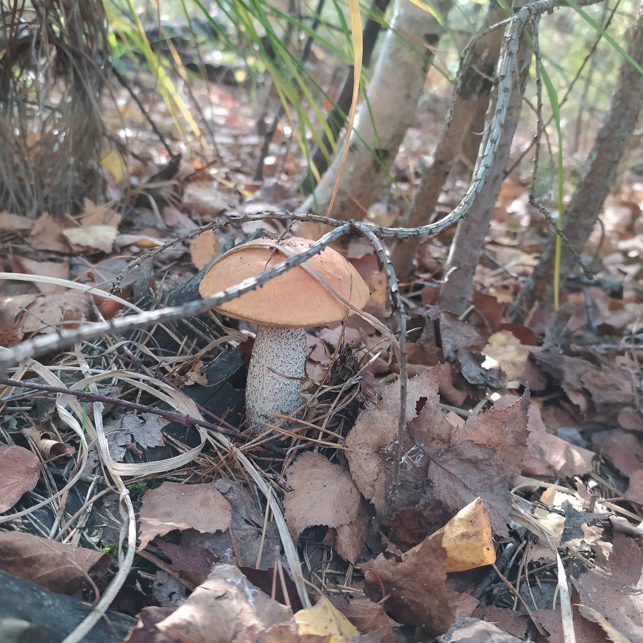 My Silent Hunt - My, Mushrooms, Ryazan Oblast, Silent hunt, Mushroom pickers, Longpost