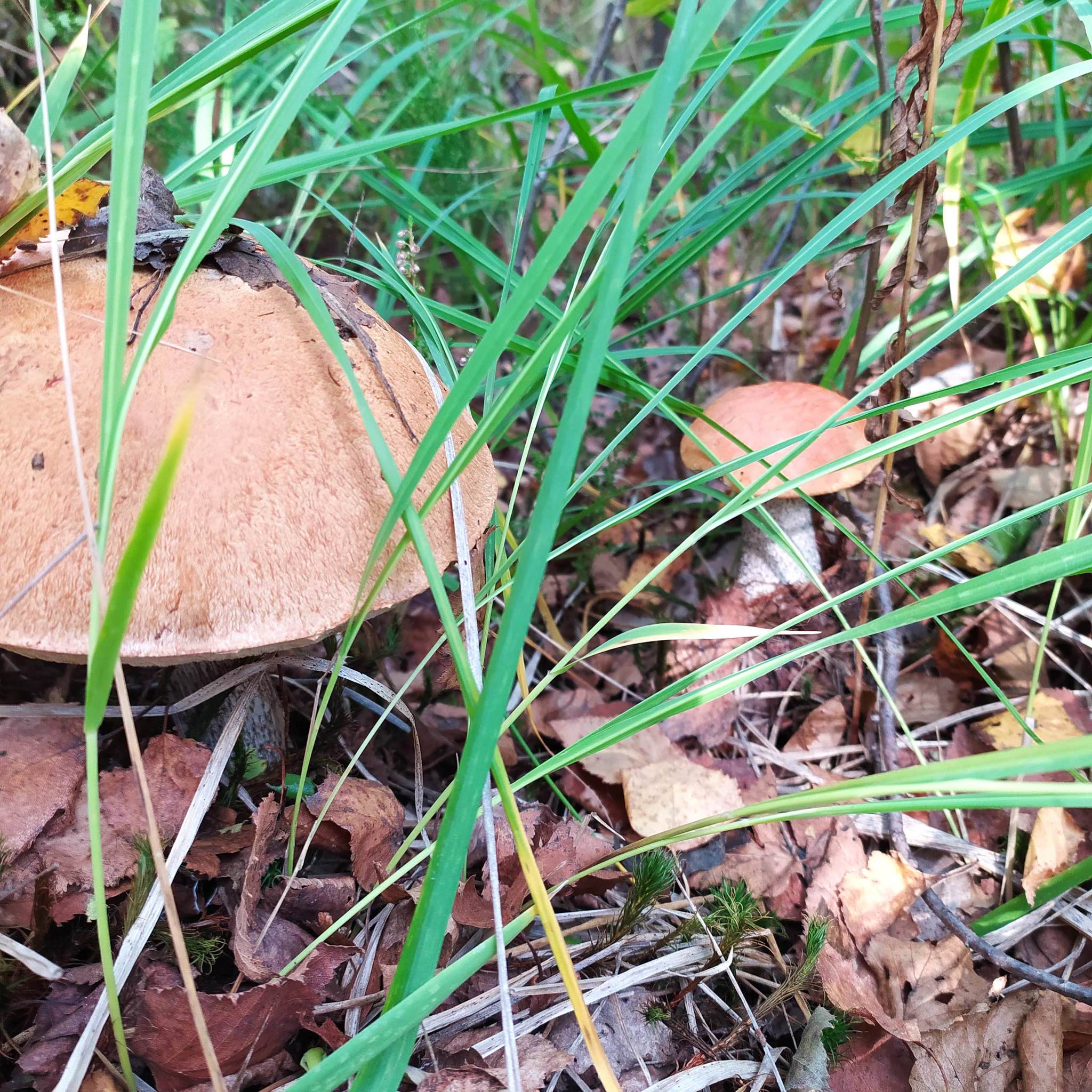 My Silent Hunt - My, Mushrooms, Ryazan Oblast, Silent hunt, Mushroom pickers, Longpost