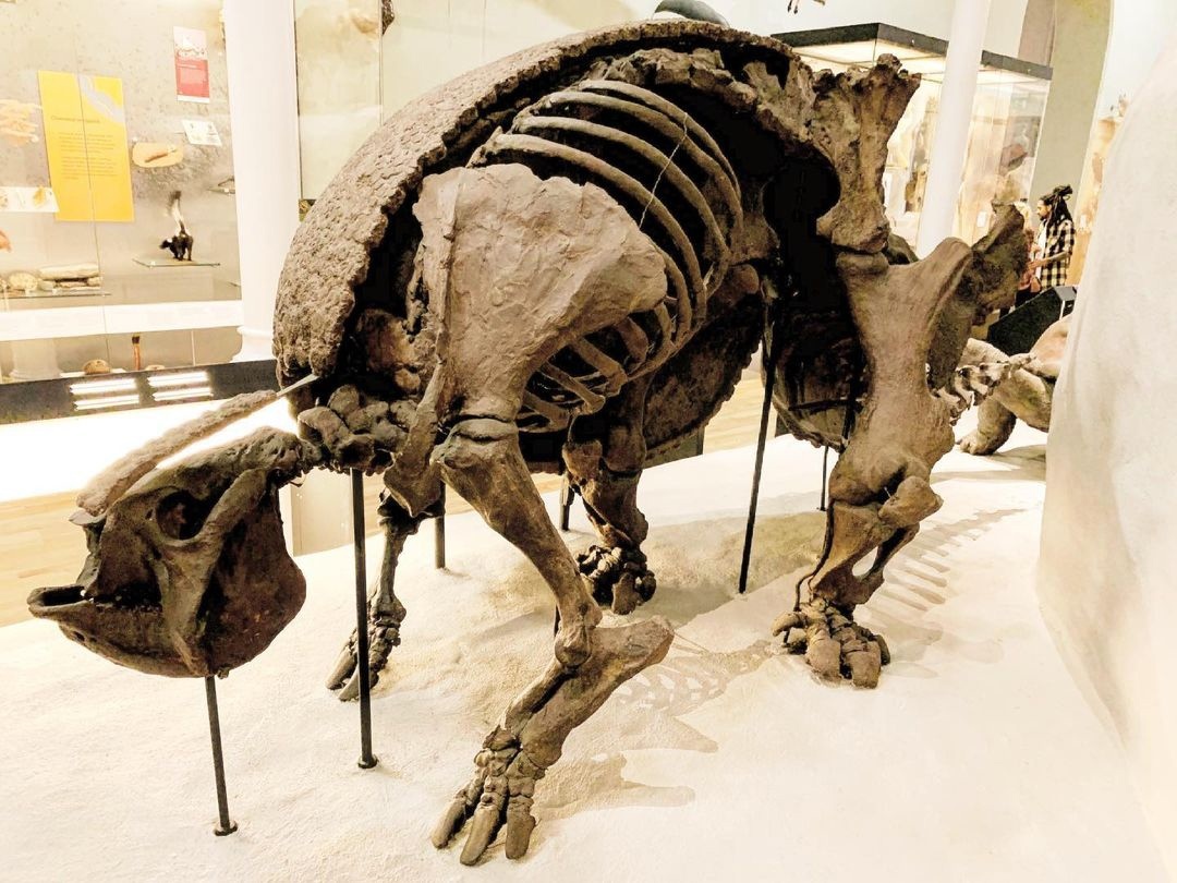 Another selection of paleophotos - Paleontology, Fossils, The photo, Museum, The science, Extinct species, Dinosaurs, Animals, Longpost