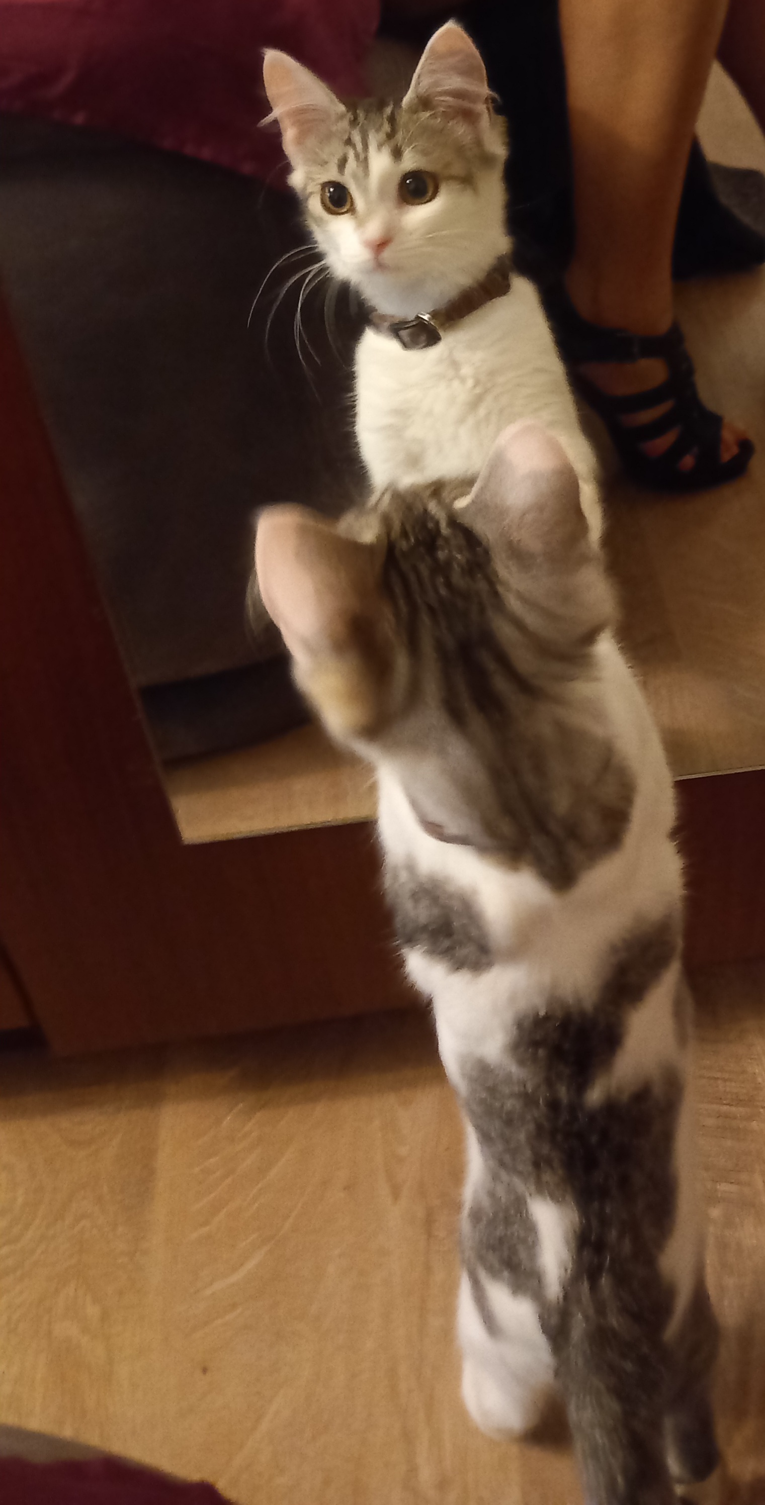 lost kitten - My, cat, Help, Lost cat, No rating, Kiev