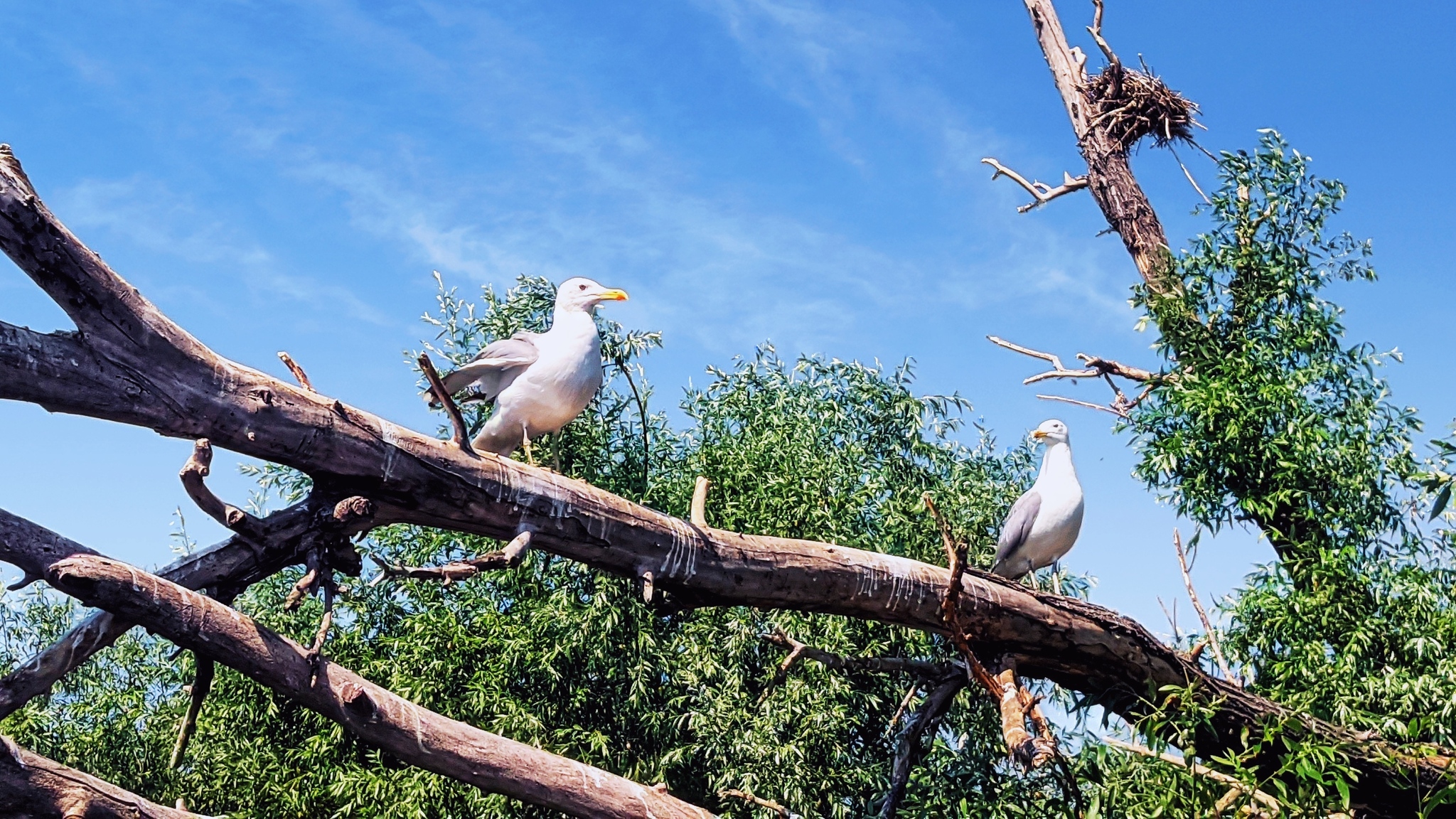 Inhabitants near the Dnieper - My, Landscape, Travels, Dnieper, Birds, Sunset, Longpost