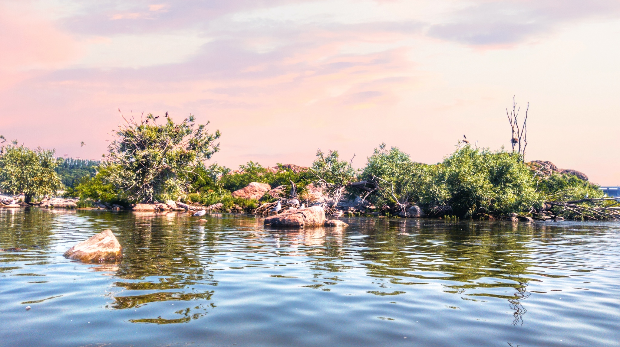 Inhabitants near the Dnieper - My, Landscape, Travels, Dnieper, Birds, Sunset, Longpost