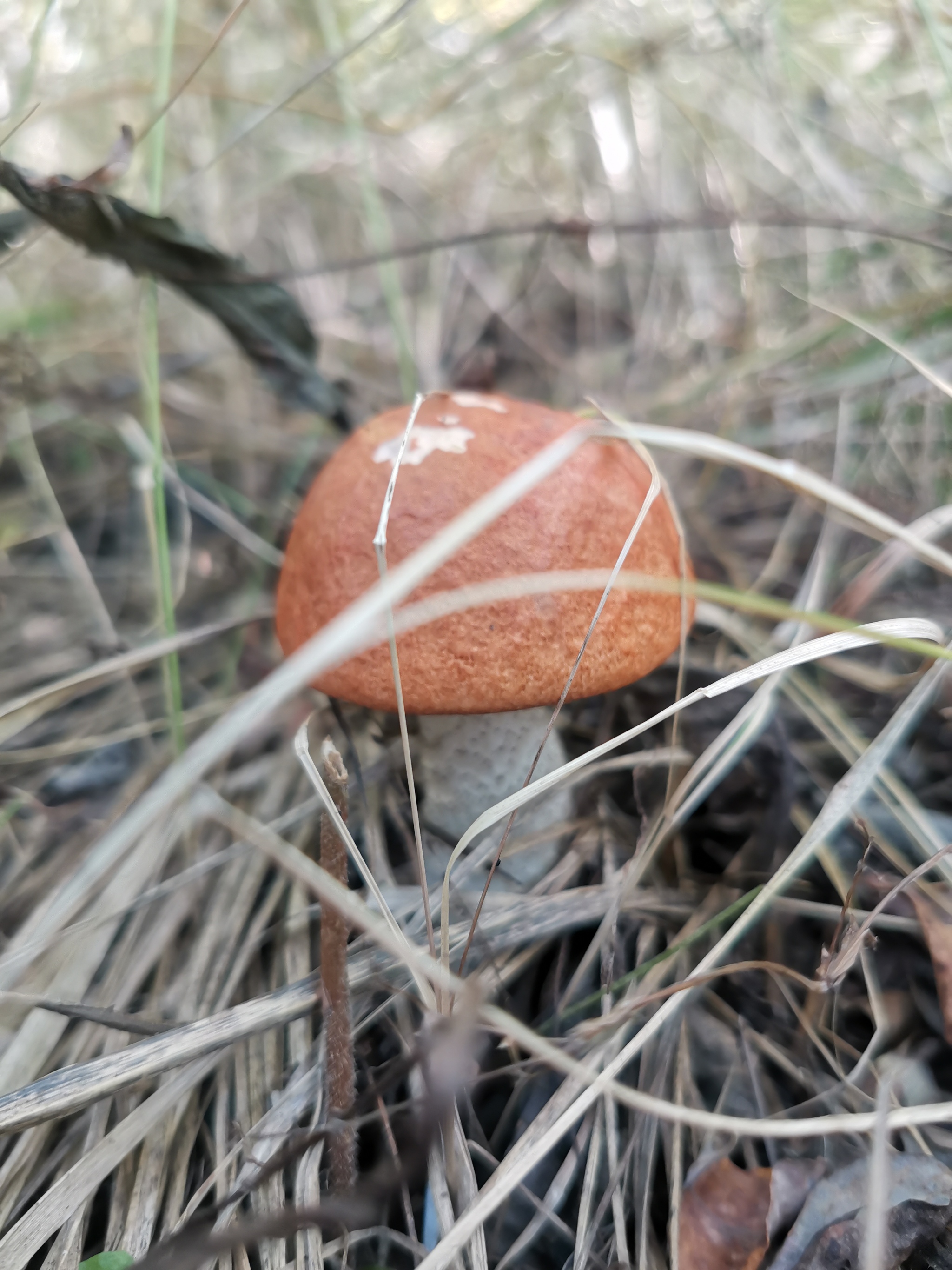 Mushrooms - My, Mushrooms, Forest, Longpost