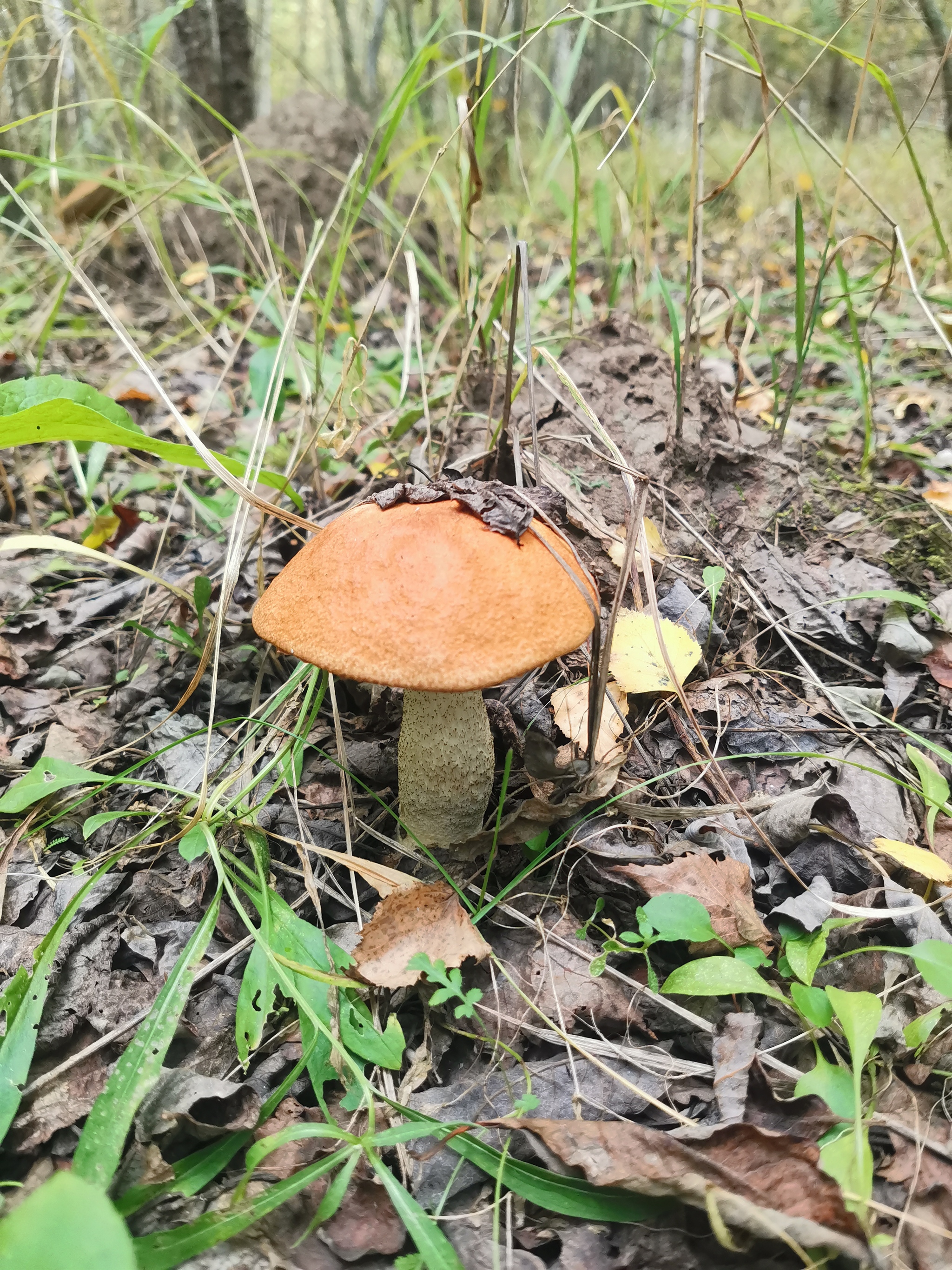 Mushrooms - My, Mushrooms, Forest, Longpost