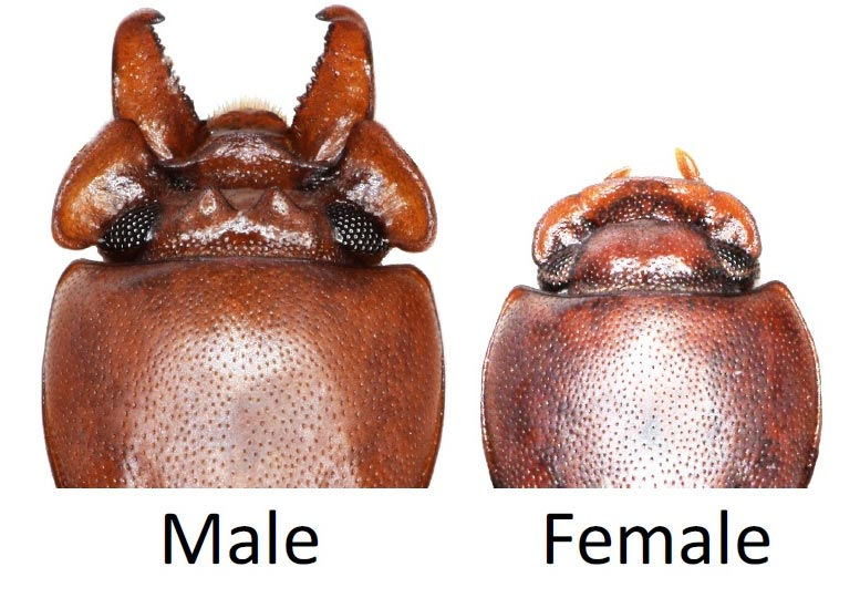 How does natural selection oppose sexual selection? - My, Natural selection, Sexual selection, Insects, Predatory animals, Evolution, Longpost