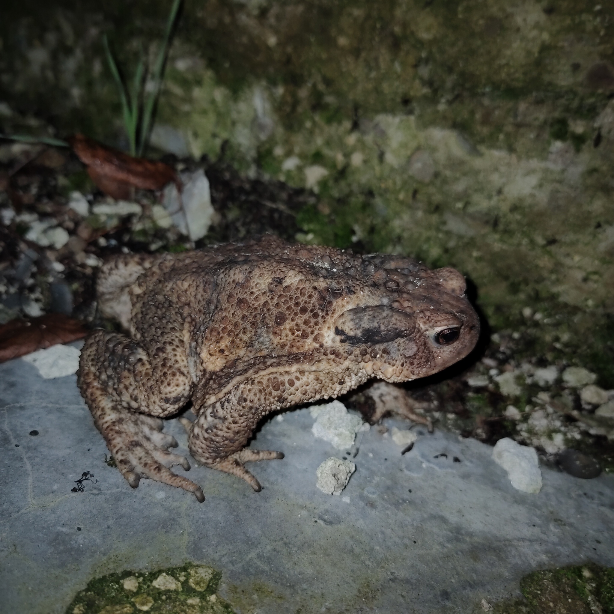 Who are you?... - Toad!)) - My, Amphibians, Photo on sneaker, Longpost