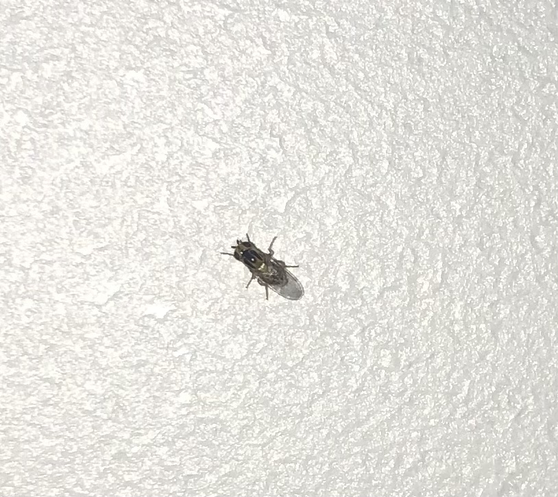 Help identify animals - My, Midges, Who is this?