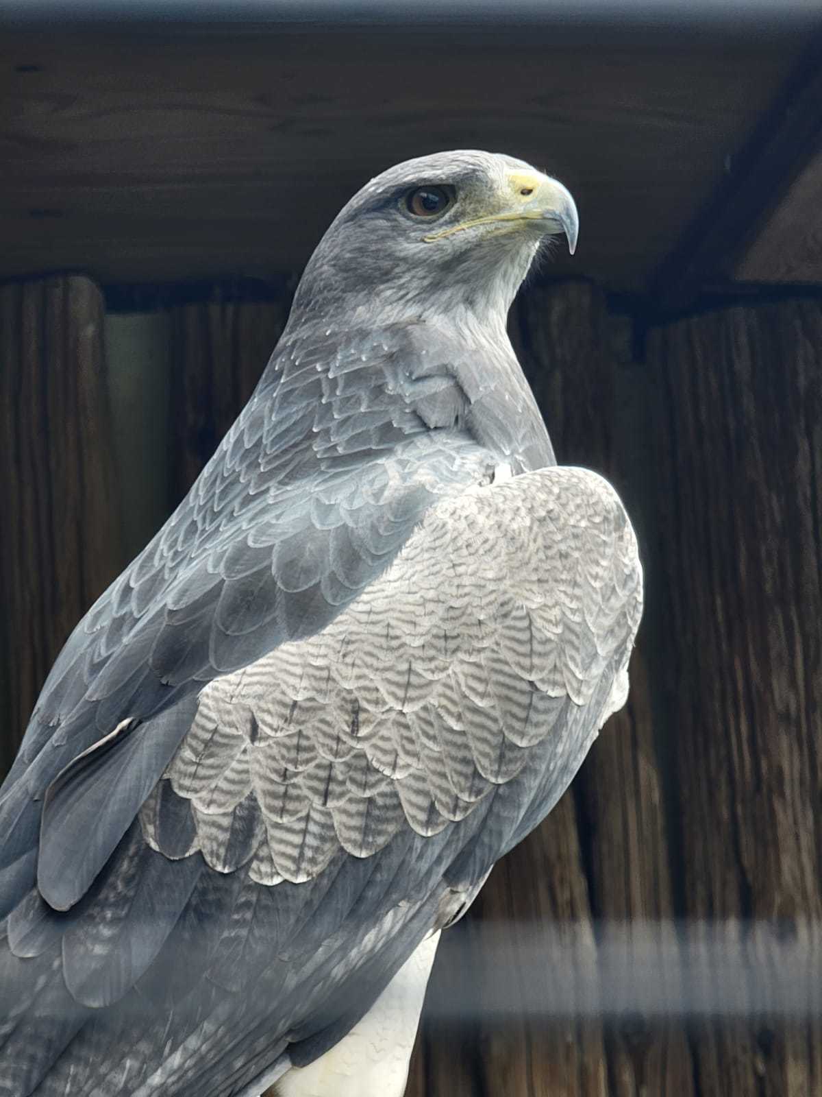 beauty - My, Animals, Eagle, Birds