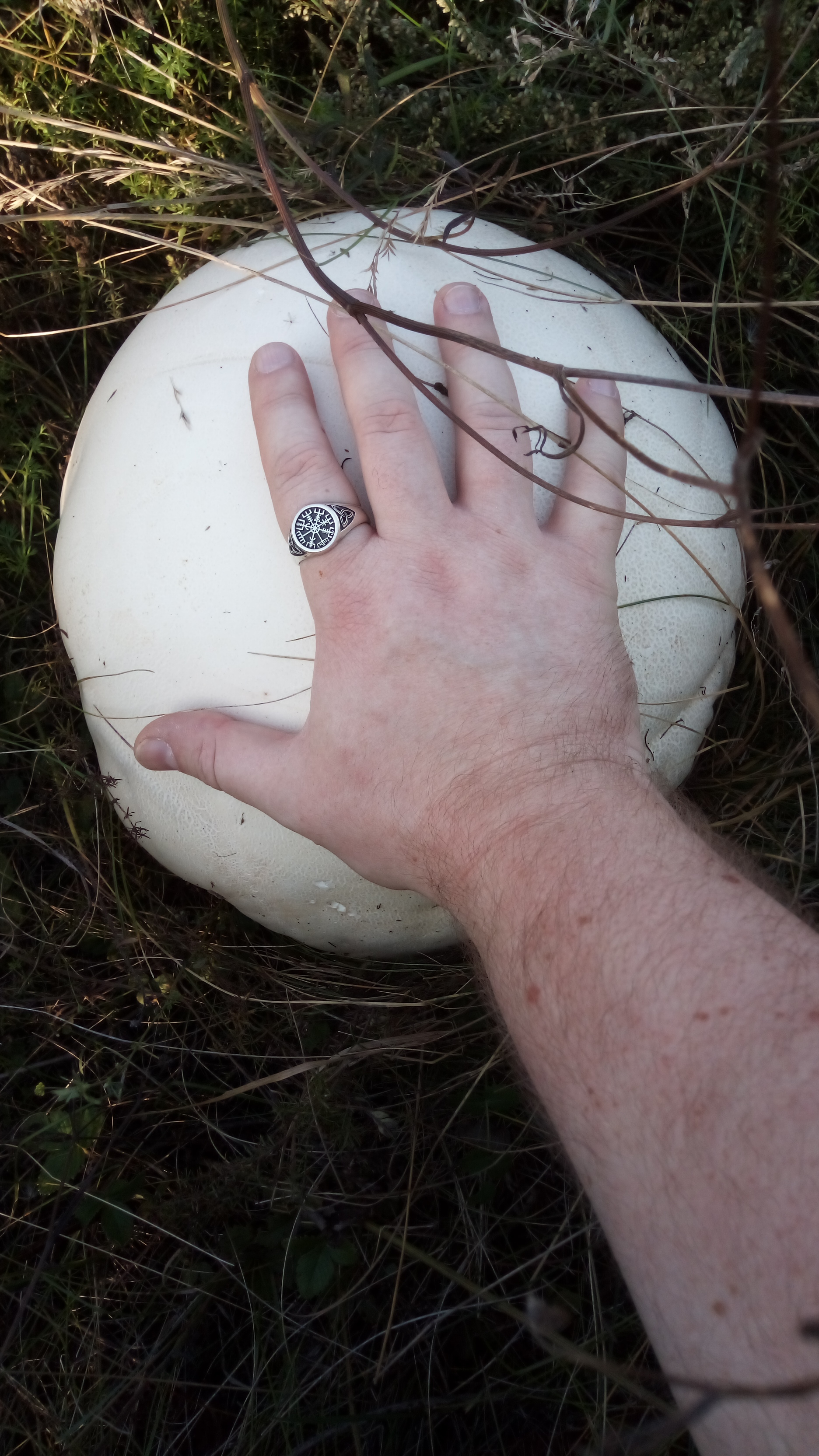 Mushroom - My, Mushrooms, Autumn, Silent hunt, Longpost