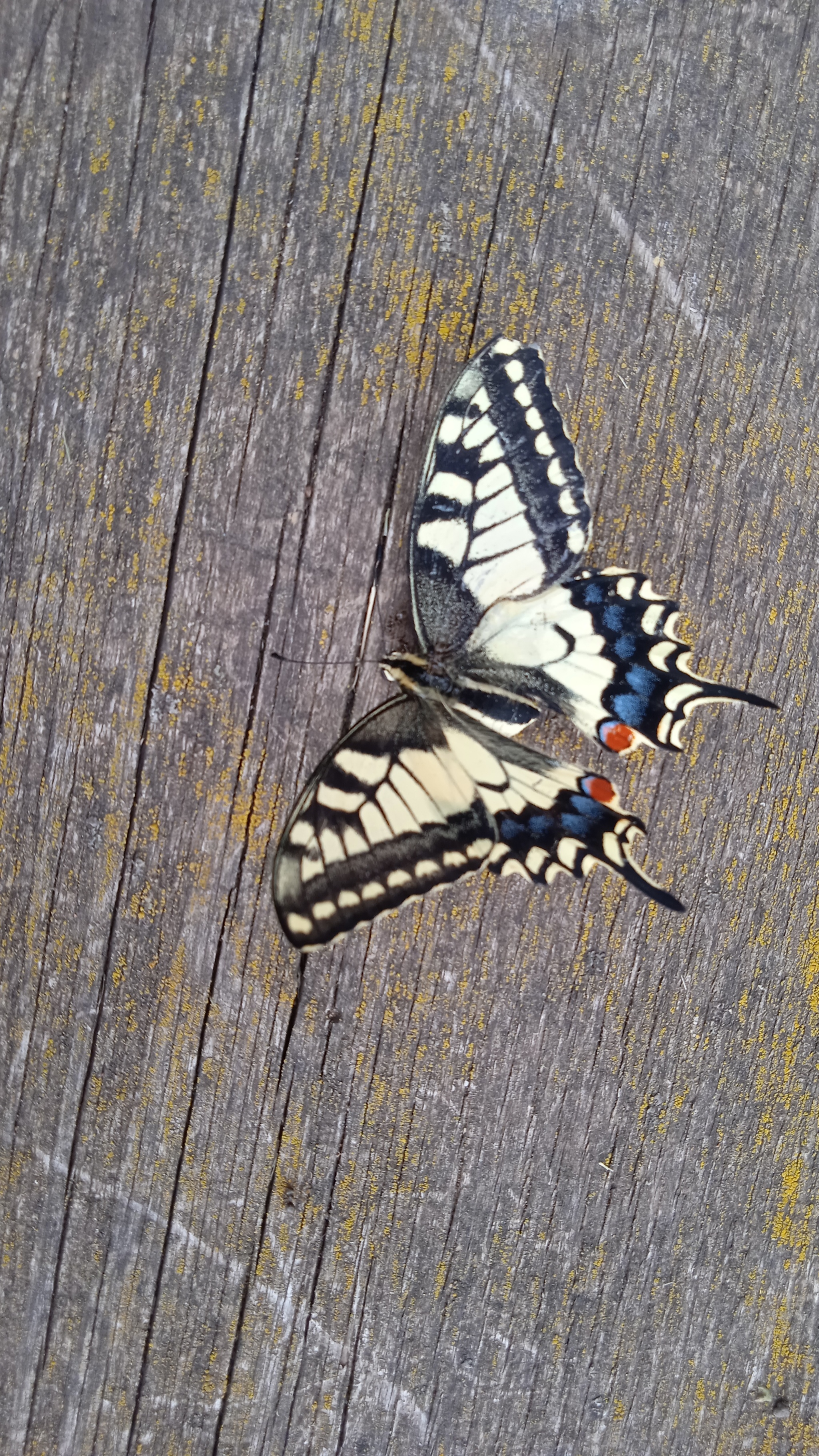 I just took a picture of Ural butterflies at work - My, Butterfly, Work, Watch, Longpost, Insects