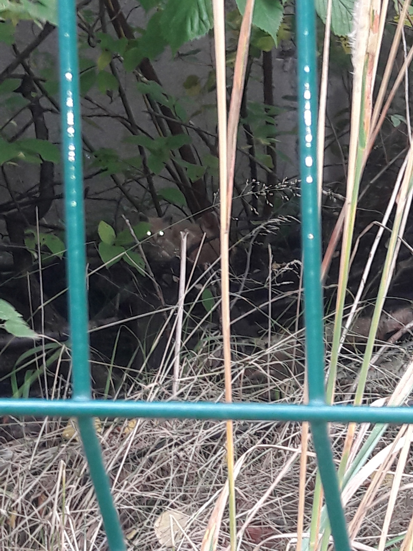 The kitten sits next to the downed mother near the railway tracks for three days. - My, cat, In good hands, No rating, Saint Petersburg, Leningrad region, Longpost