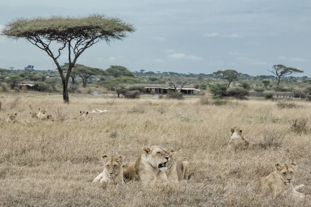 Superprides of the Serengeti - Pride, a lion, Big cats, Cat family, Predatory animals, Wild animals, wildlife, Serengeti, , Africa, The photo, Longpost, Reserves and sanctuaries