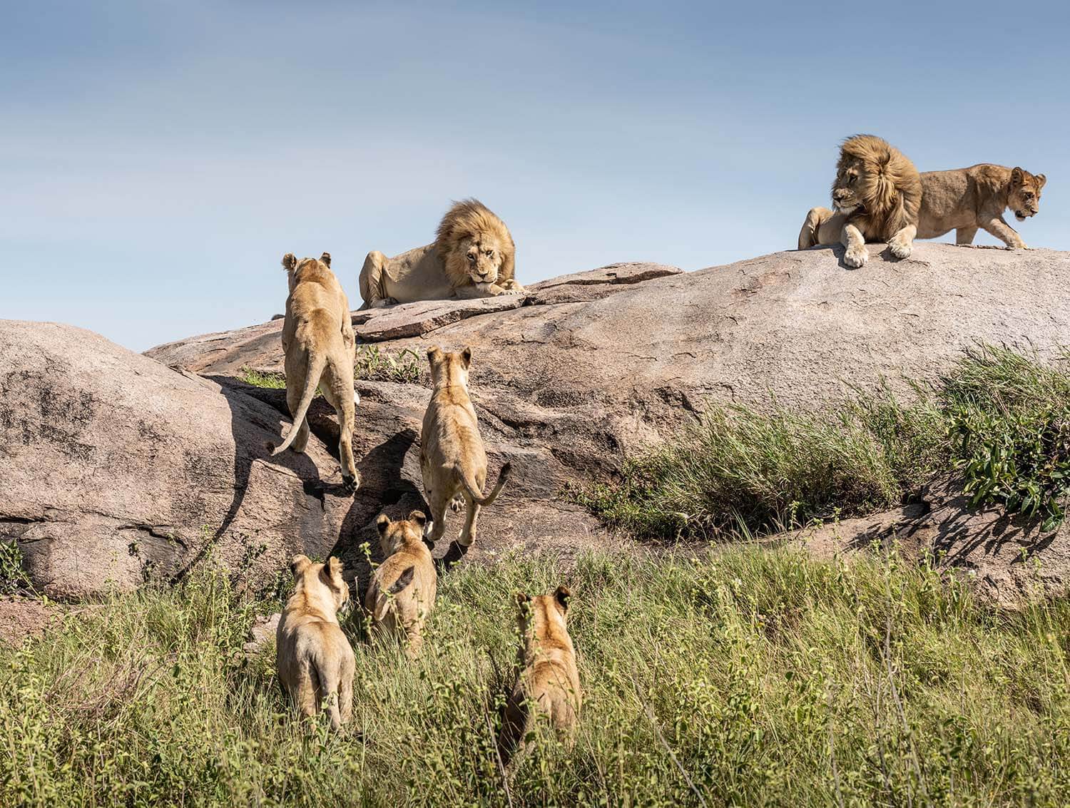 Superprides of the Serengeti - Pride, a lion, Big cats, Cat family, Predatory animals, Wild animals, wildlife, Serengeti, , Africa, The photo, Longpost, Reserves and sanctuaries