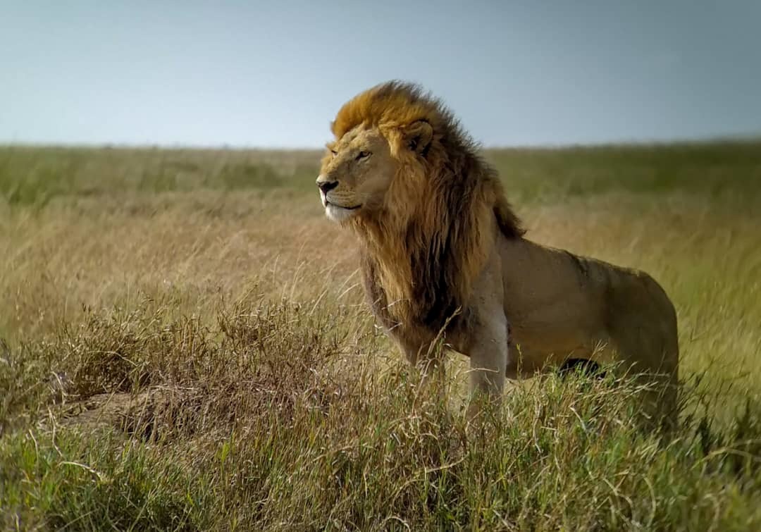 Superprides of the Serengeti - Pride, a lion, Big cats, Cat family, Predatory animals, Wild animals, wildlife, Serengeti, , Africa, The photo, Longpost, Reserves and sanctuaries