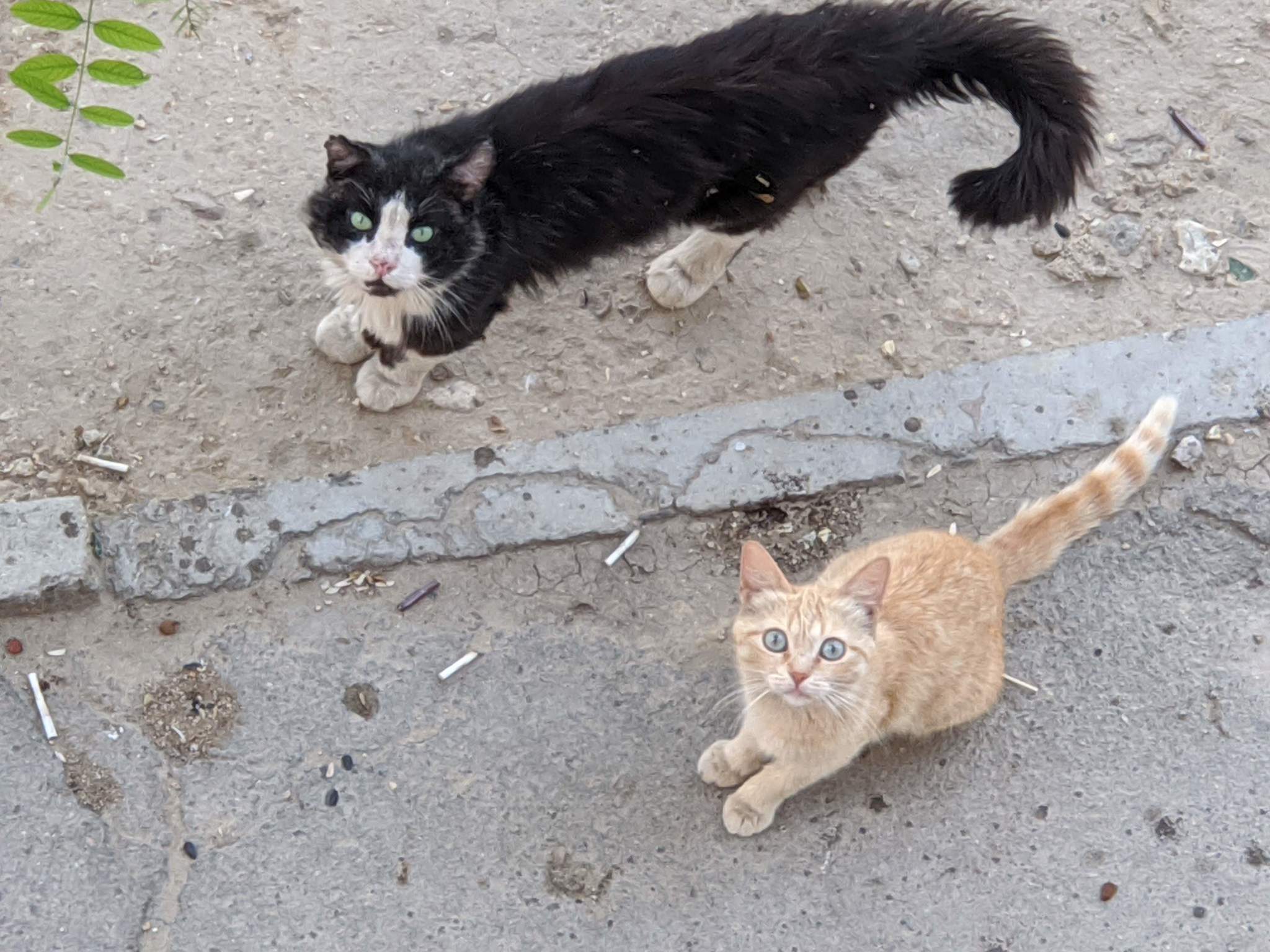 Street cat with girlfriend - My, cat, The photo