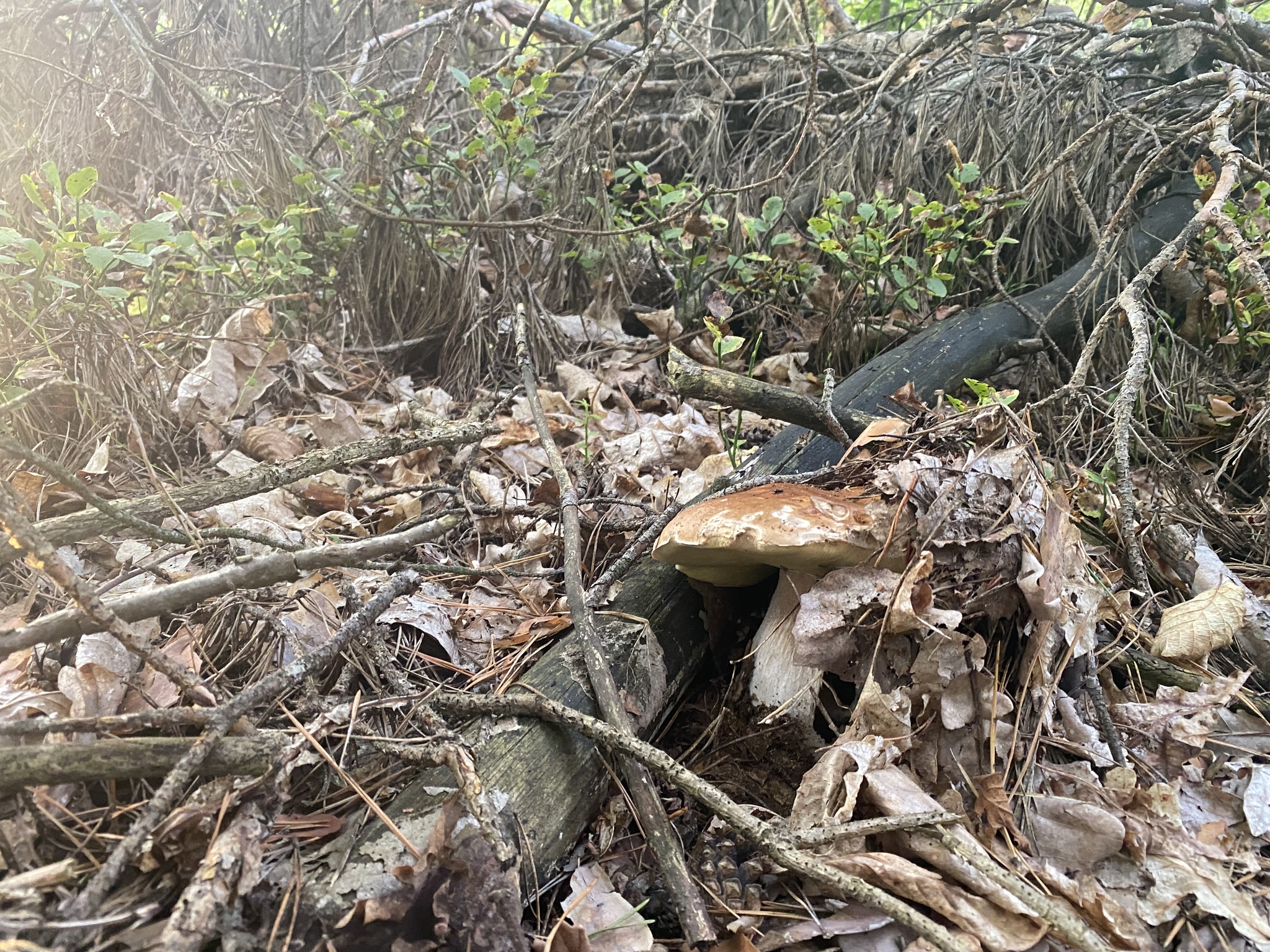 2 hours of joy - My, Silent hunt, Porcini, Zhytomyr region, Bliss, Nature, Longpost