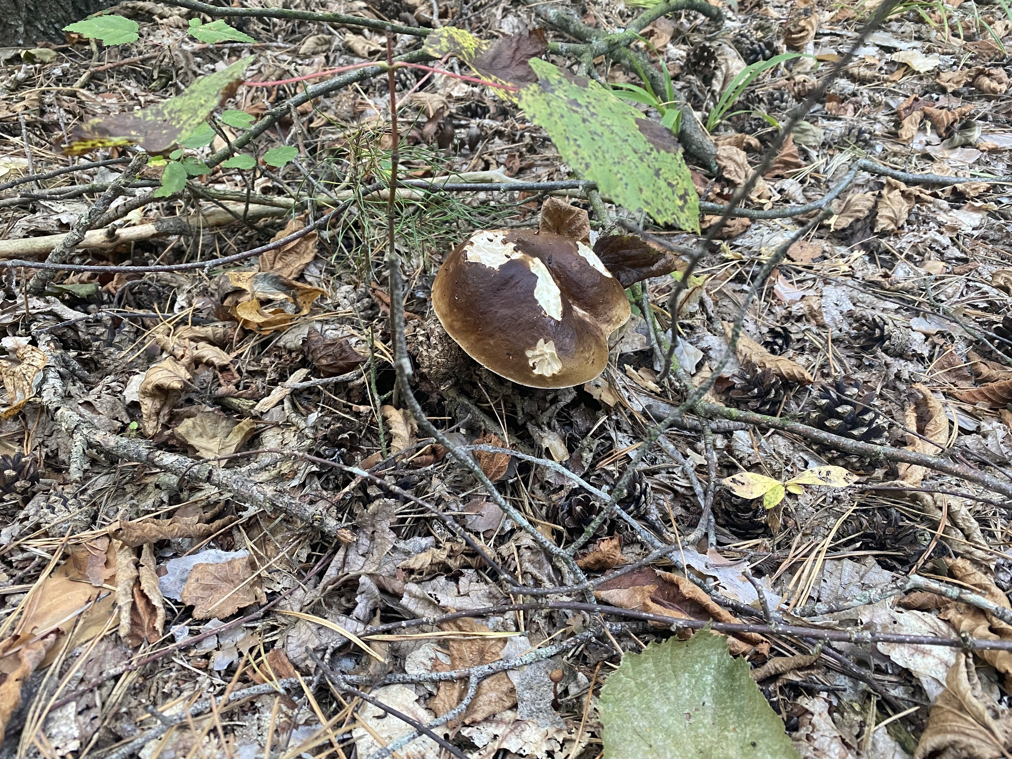 2 hours of joy - My, Silent hunt, Porcini, Zhytomyr region, Bliss, Nature, Longpost