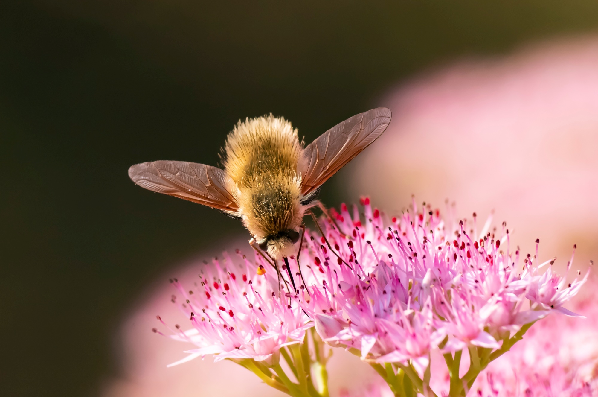 Ready for winter! - My, Nature, The park, Macro photography, Canon, Autumn, Ochitok, Insects