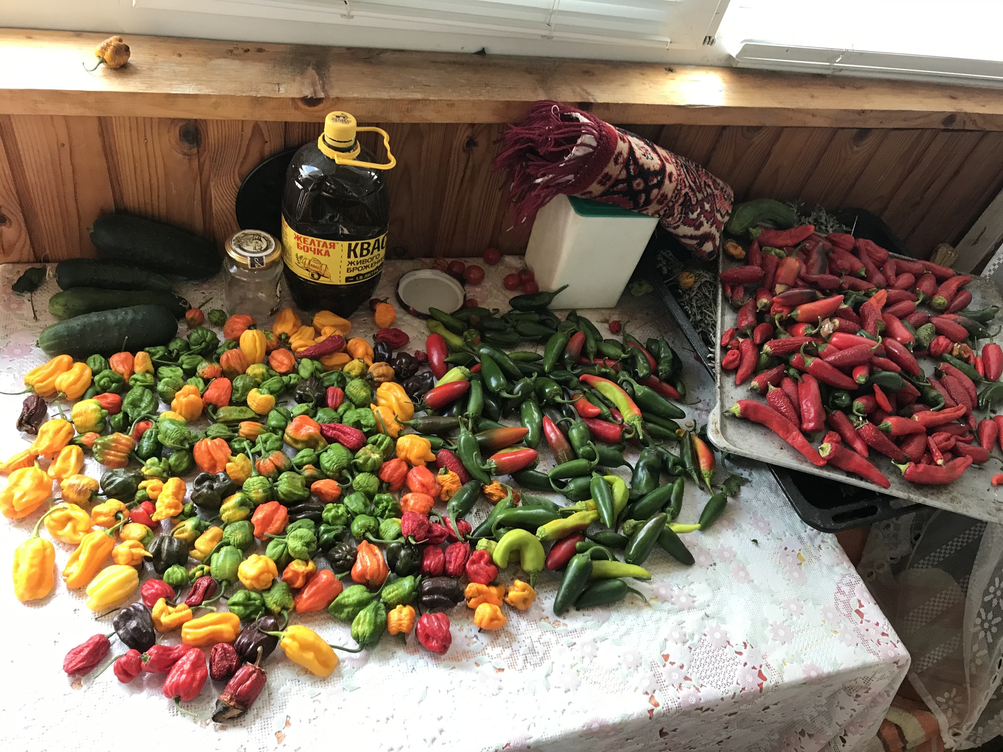 Harvest - My, Pepper farming, Hot peppers