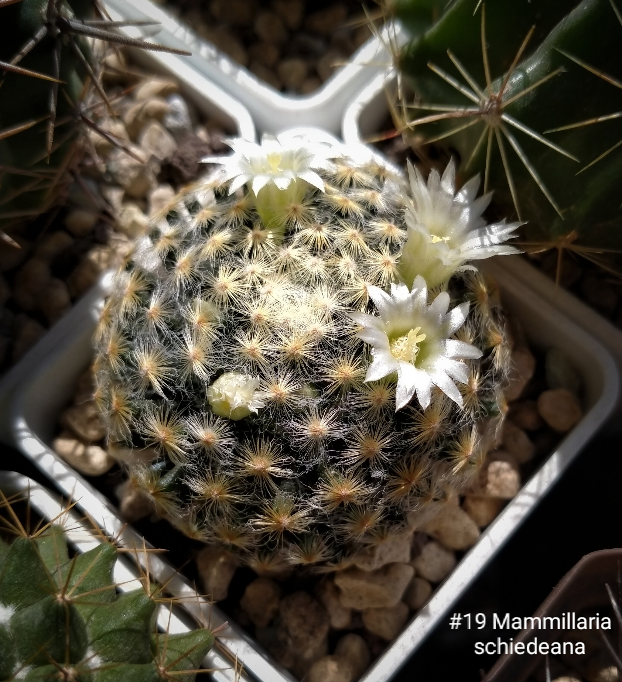 Цветущий кактус Mammillaria schiedeana - Моё, Кактус, Цветущие кактусы, Комнатные растения, Цветение, Суккуленты, Корни, Длиннопост