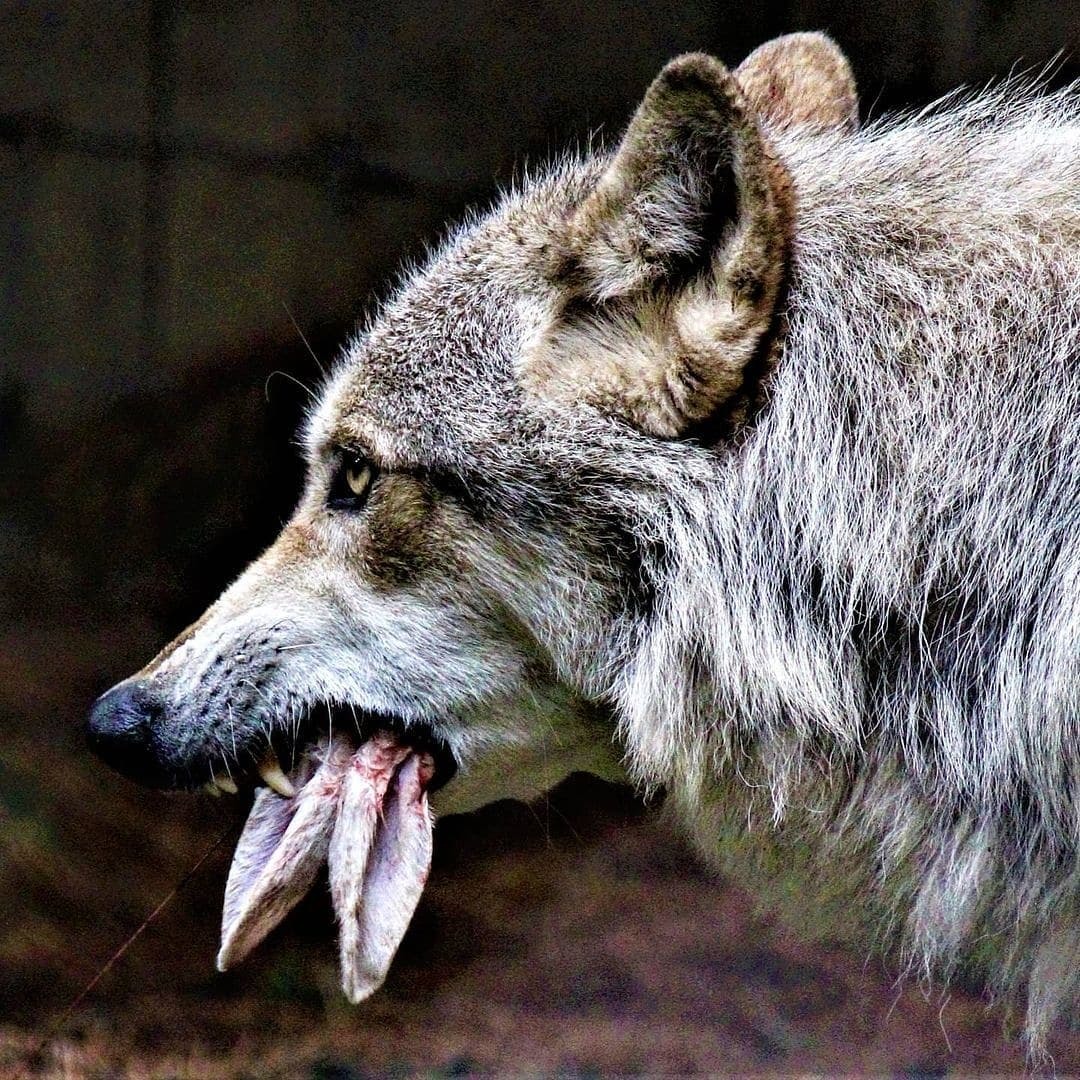 Уши волка