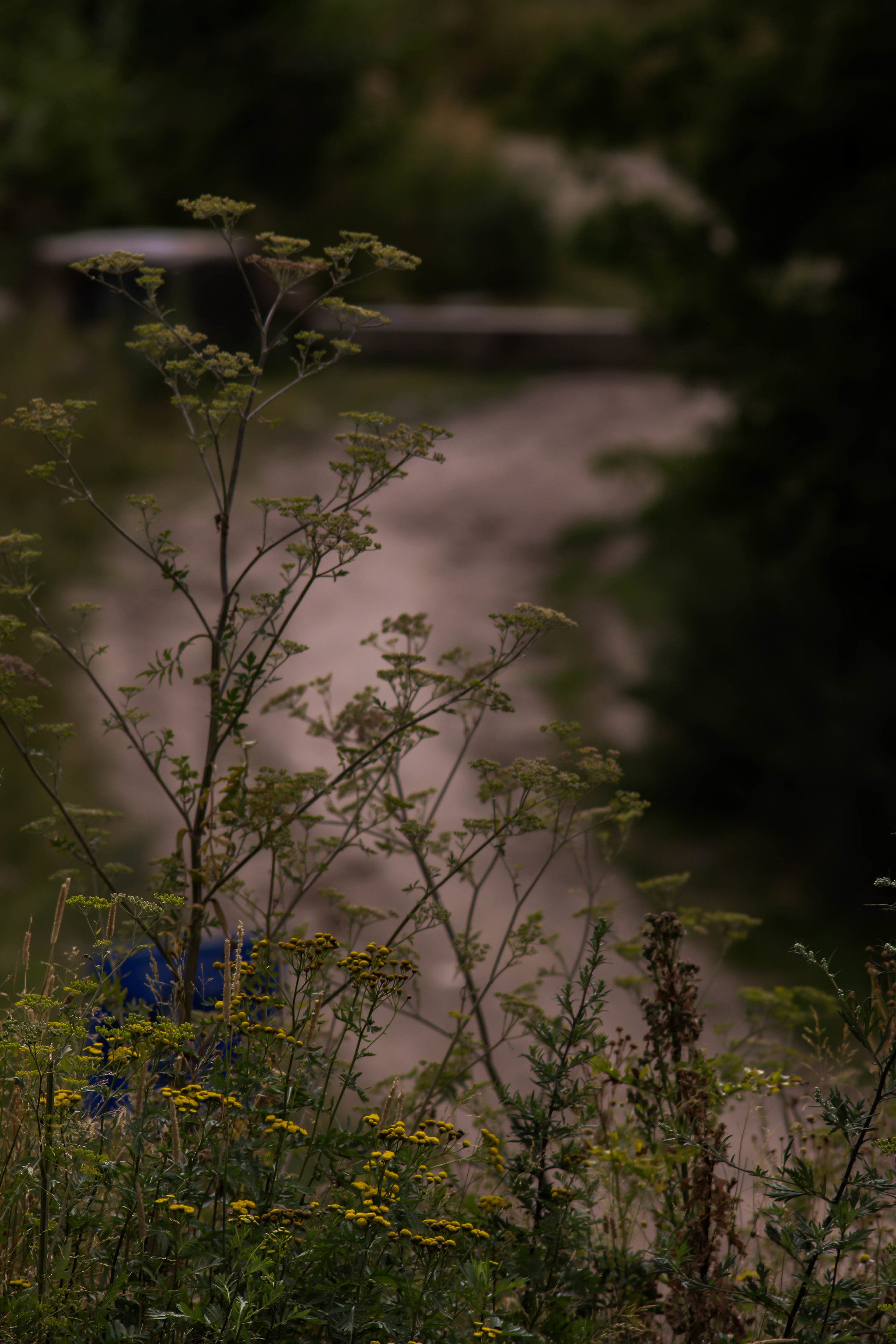 road to the village - My, The photo, Plants, Flowers, Beginning photographer, Road