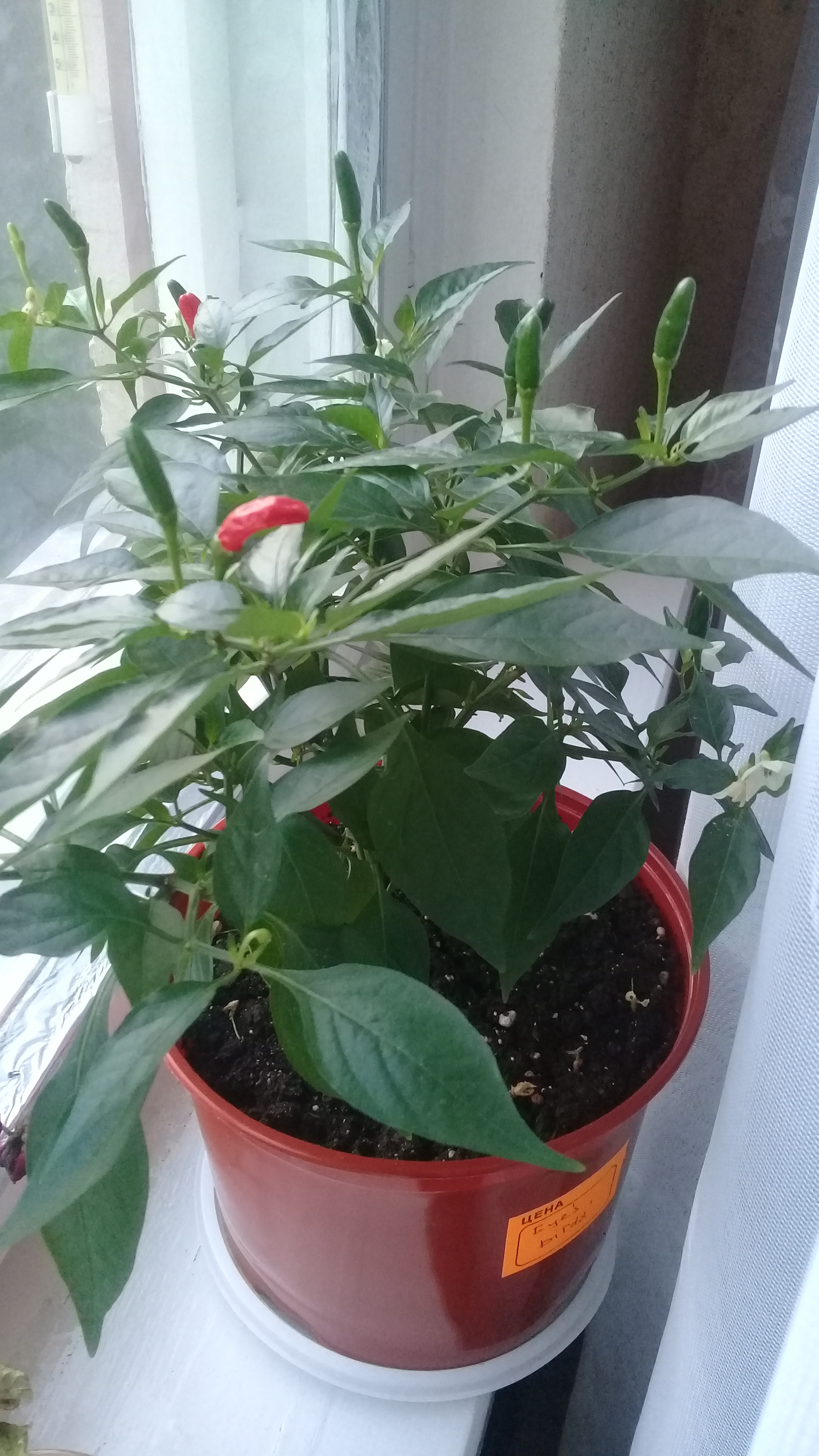 My peppers. - My, Hot peppers, Pepper farming, Vegetable garden on the windowsill, Jalapeno, Habanero, Harvest, Longpost