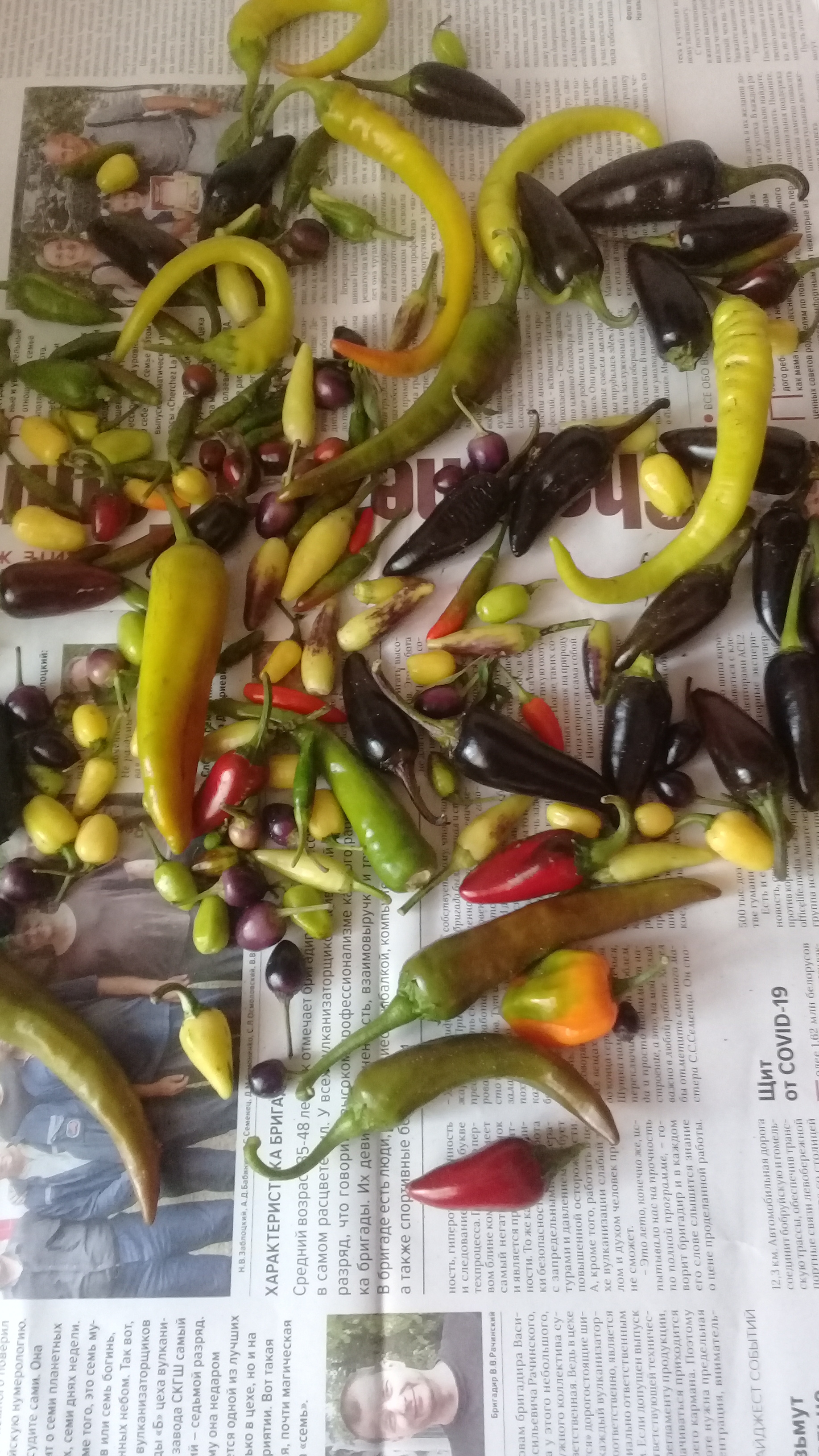 My peppers. - My, Hot peppers, Pepper farming, Vegetable garden on the windowsill, Jalapeno, Habanero, Harvest, Longpost