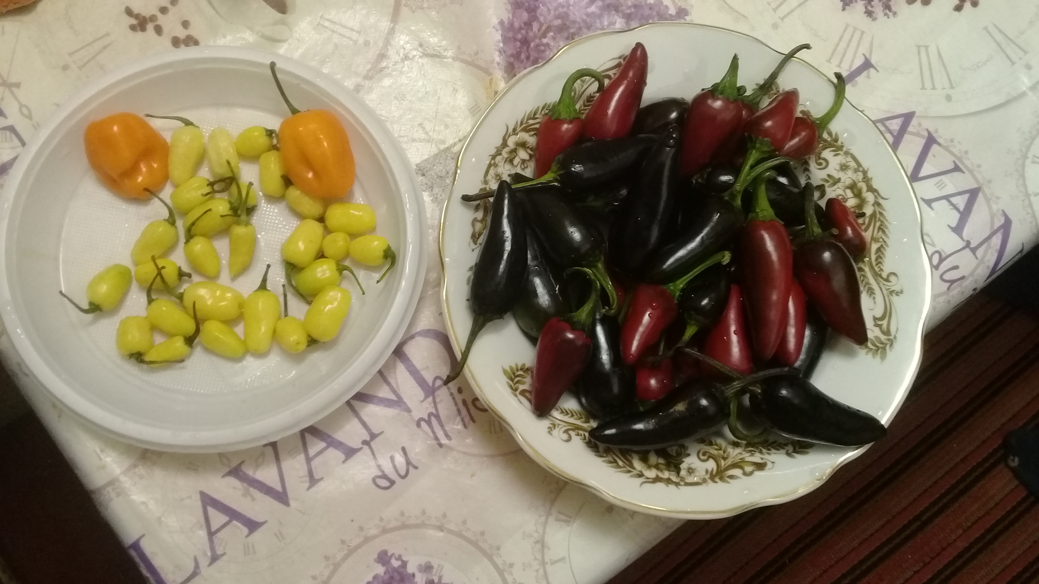 My peppers. - My, Hot peppers, Pepper farming, Vegetable garden on the windowsill, Jalapeno, Habanero, Harvest, Longpost