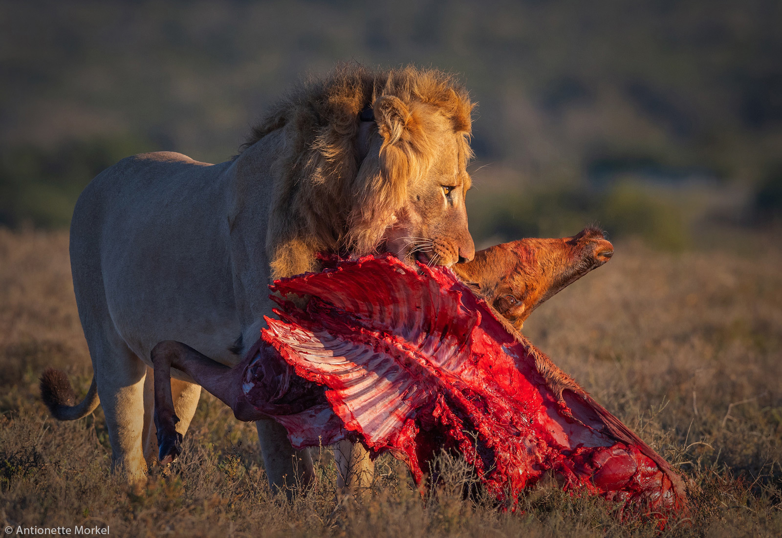 There will be a feast - a lion, Big cats, Cat family, Predatory animals, Wild animals, wildlife, South Africa, The photo, , Reserves and sanctuaries