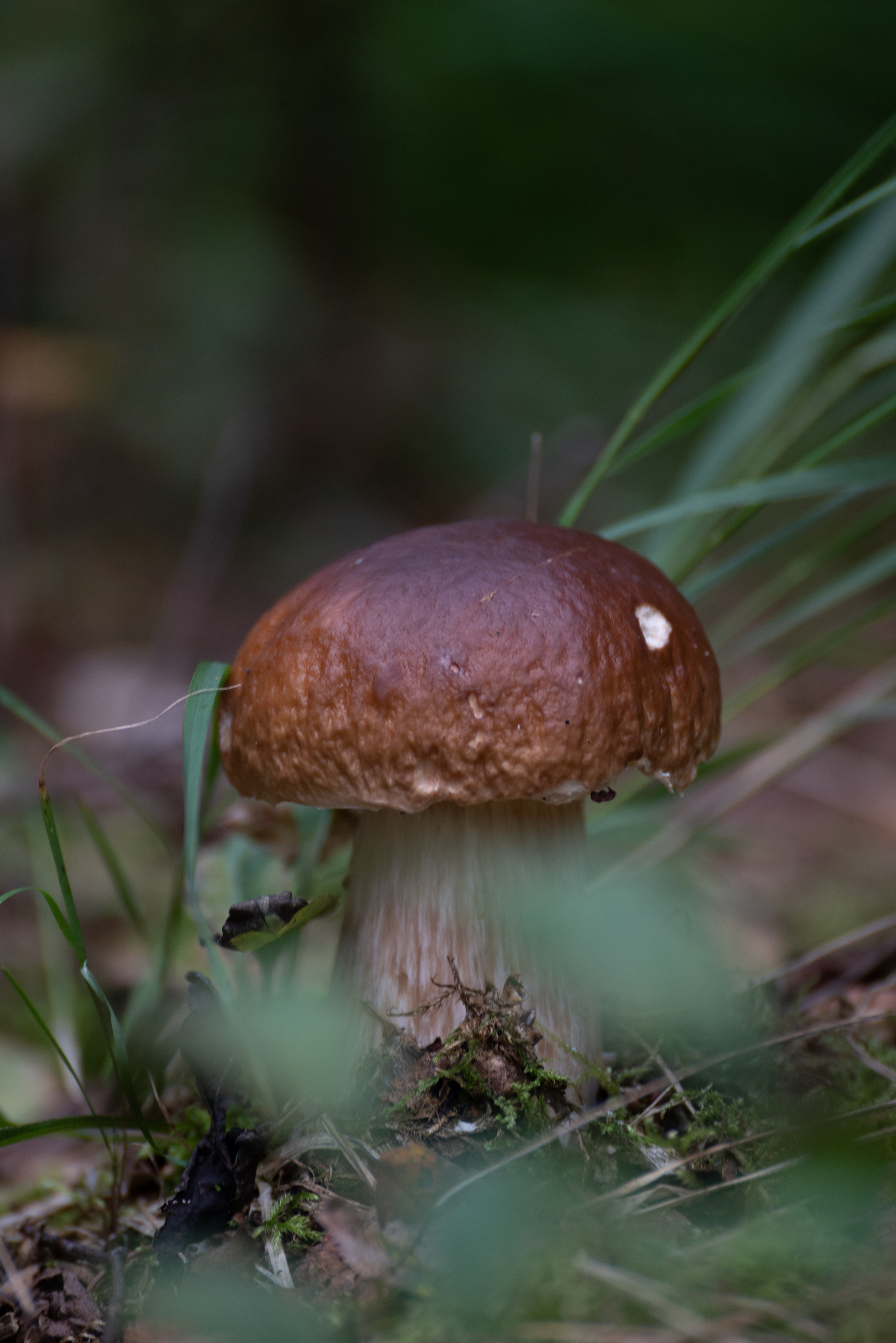 Mushroom photo shoot - My, Mushrooms, Borovik, Longpost