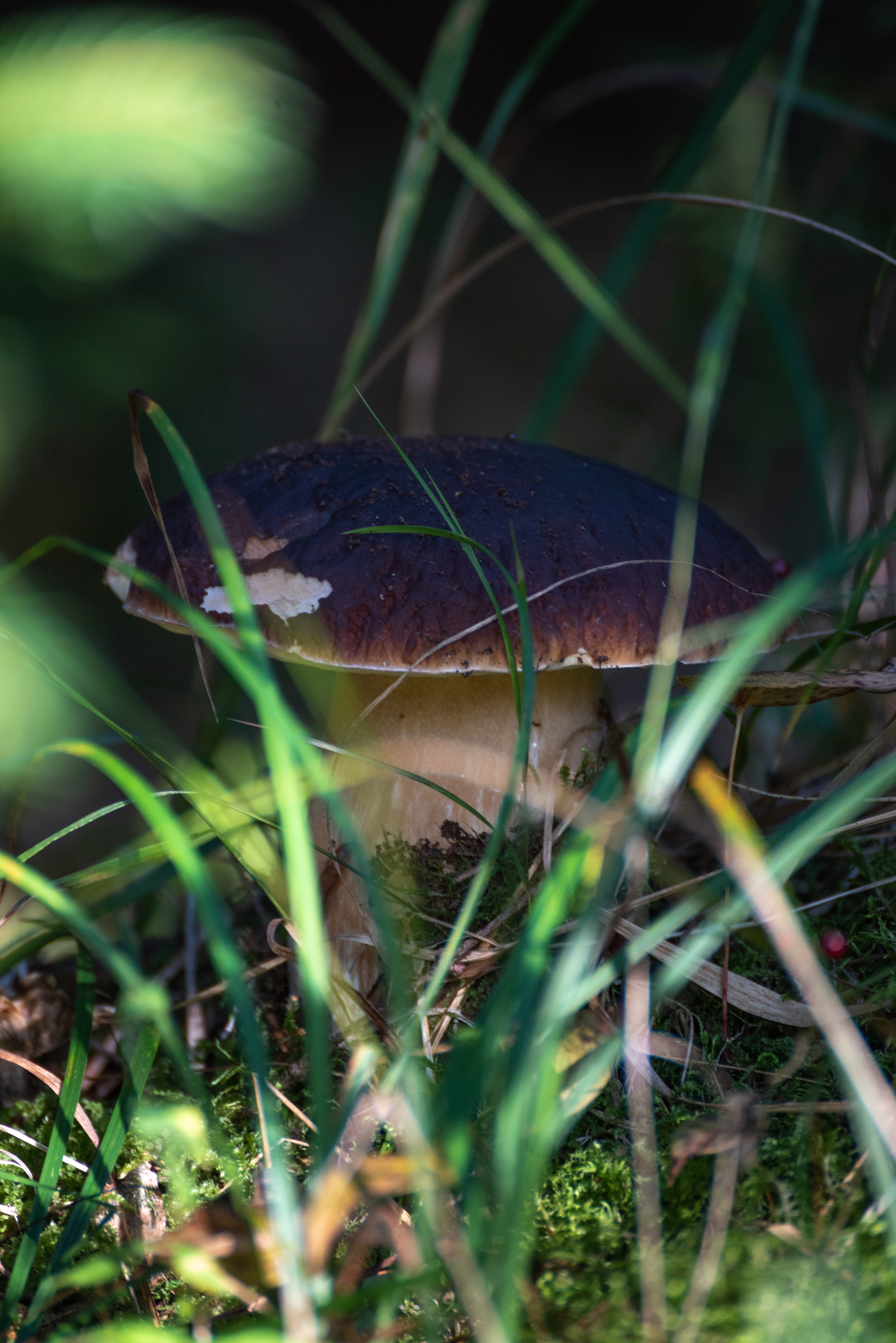 Mushroom photo shoot - My, Mushrooms, Borovik, Longpost