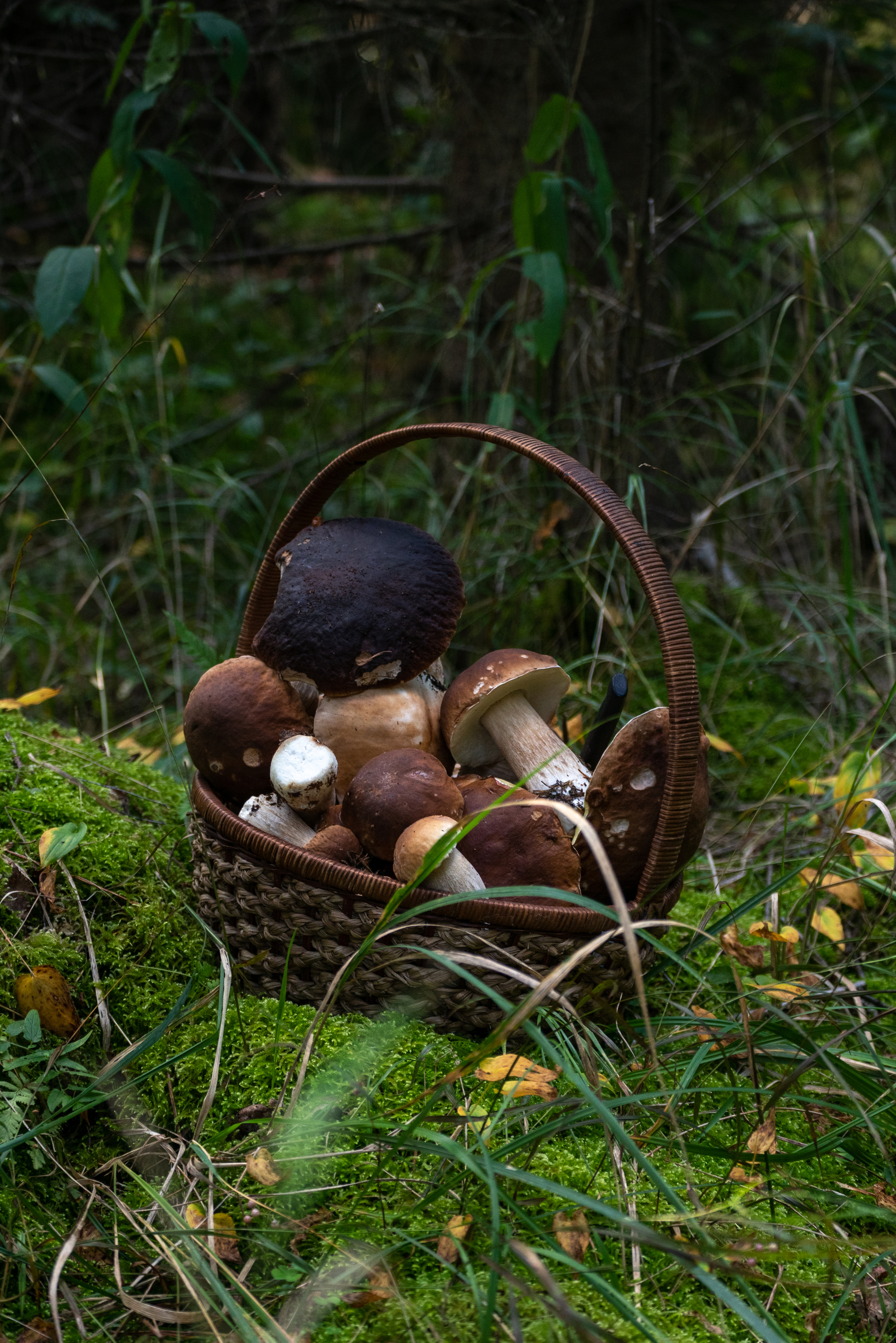 Mushroom photo shoot - My, Mushrooms, Borovik, Longpost