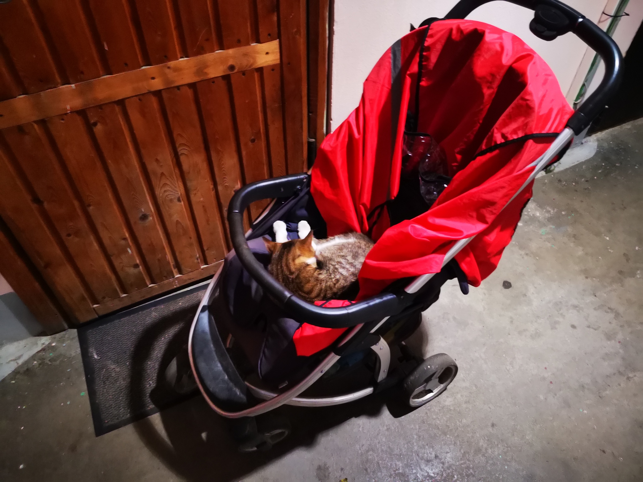 Holy place is never empty - My, cat, Milota, Stroller