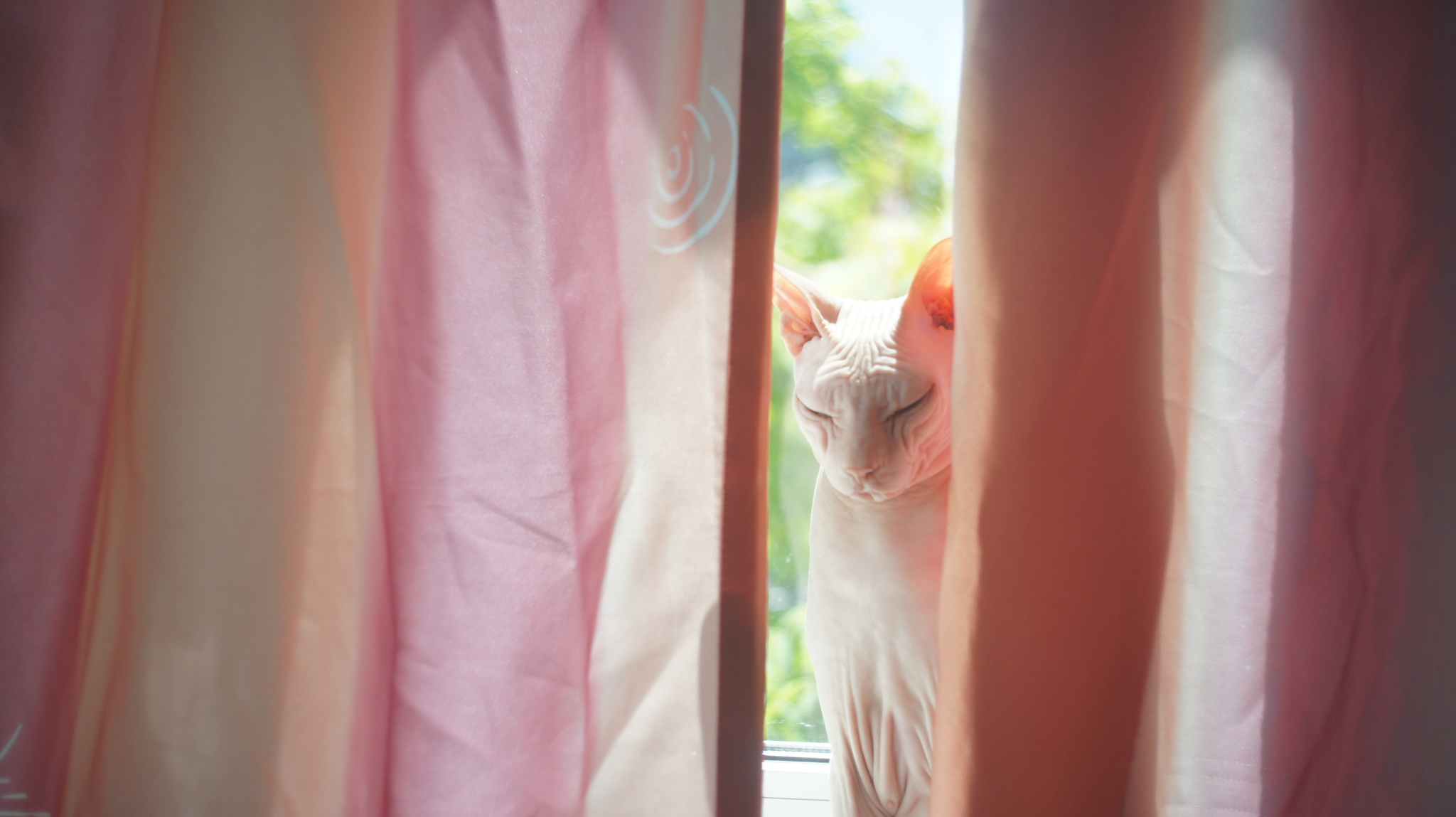 Sunbathing - Sphinx, Curtains, cat