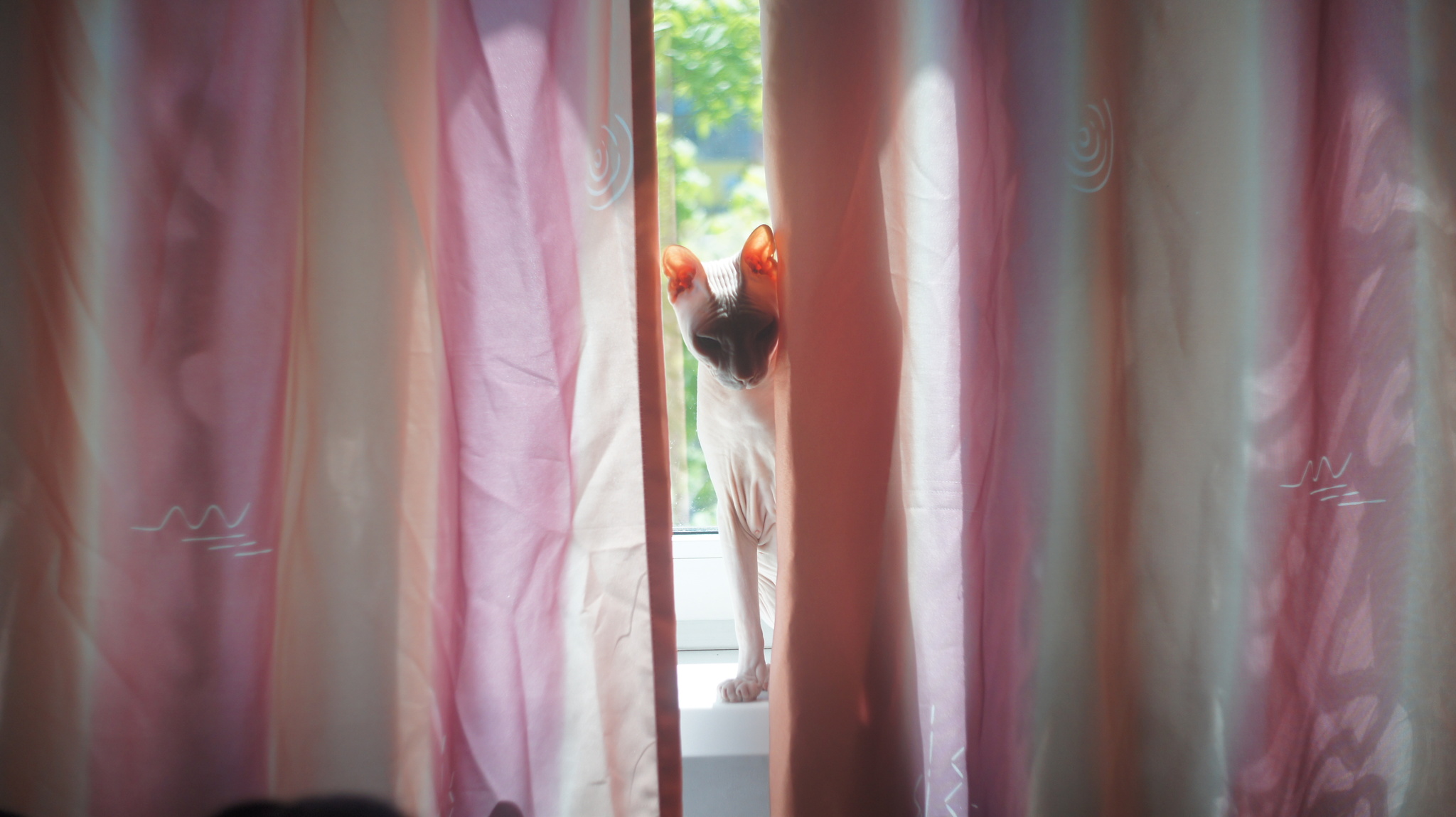 Sunbathing - Sphinx, Curtains, cat