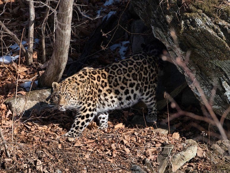 Who is there? - Big cats, Far Eastern leopard, Leopard, Cat family, Wild animals, Predatory animals, Land of the Leopard, Reserves and sanctuaries, , National park, Дальний Восток, Red Book