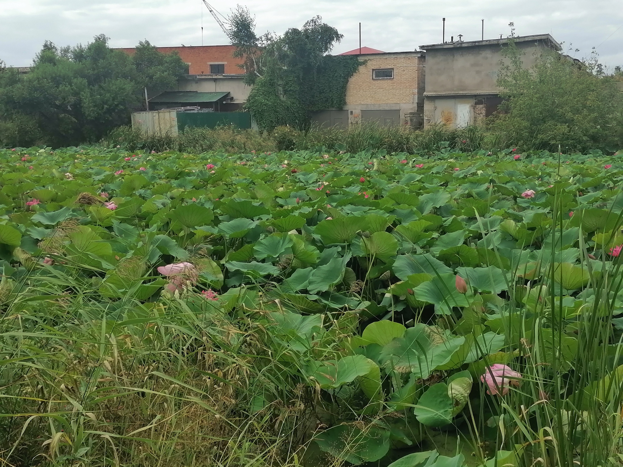 Lotuses - My, The photo, Lotus, Lake, Vladivostok