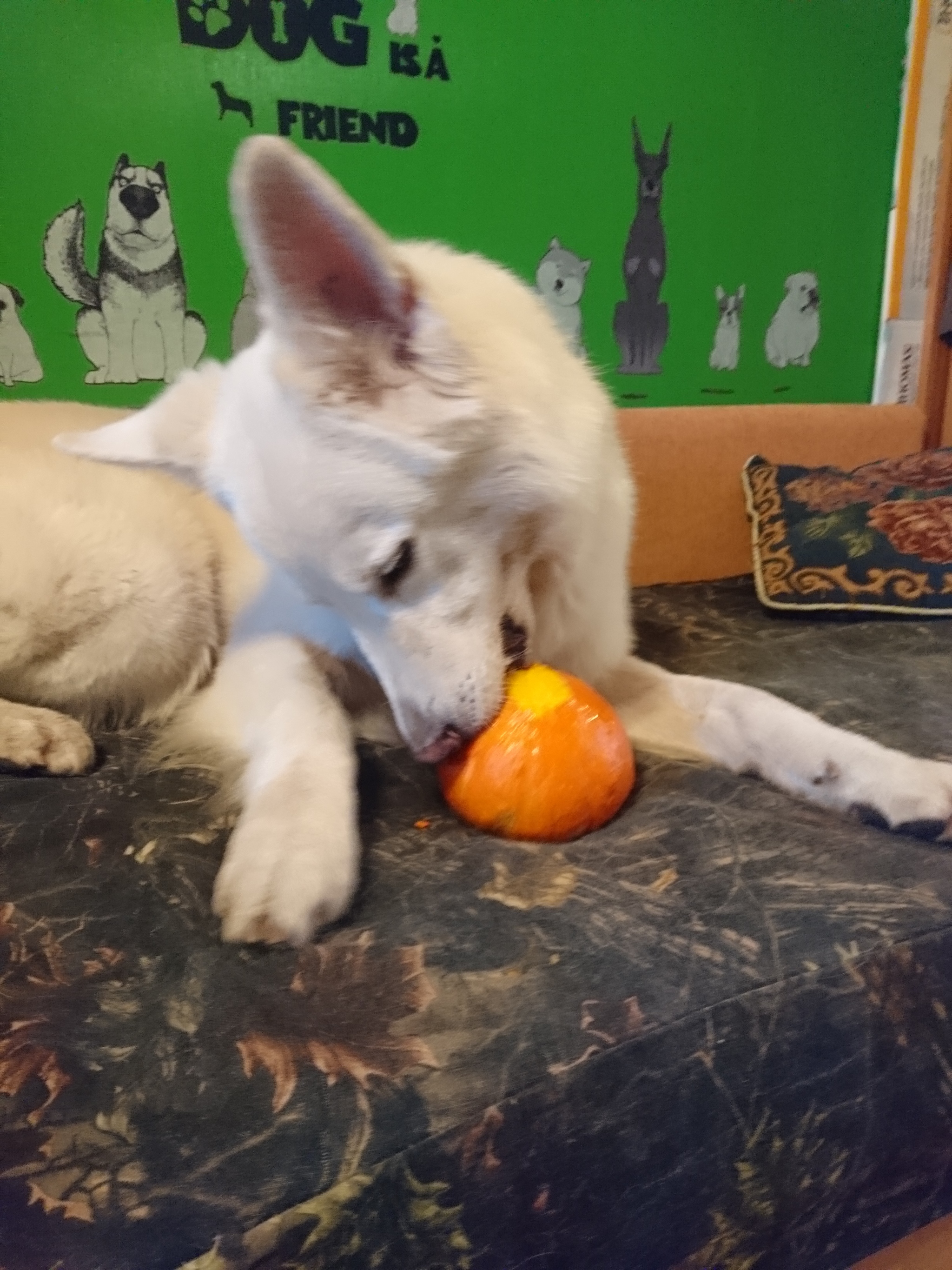 Nova Khokhlova and pickabushnik cucumber) - My, Dog, White swiss shepherd, Cur, Longpost