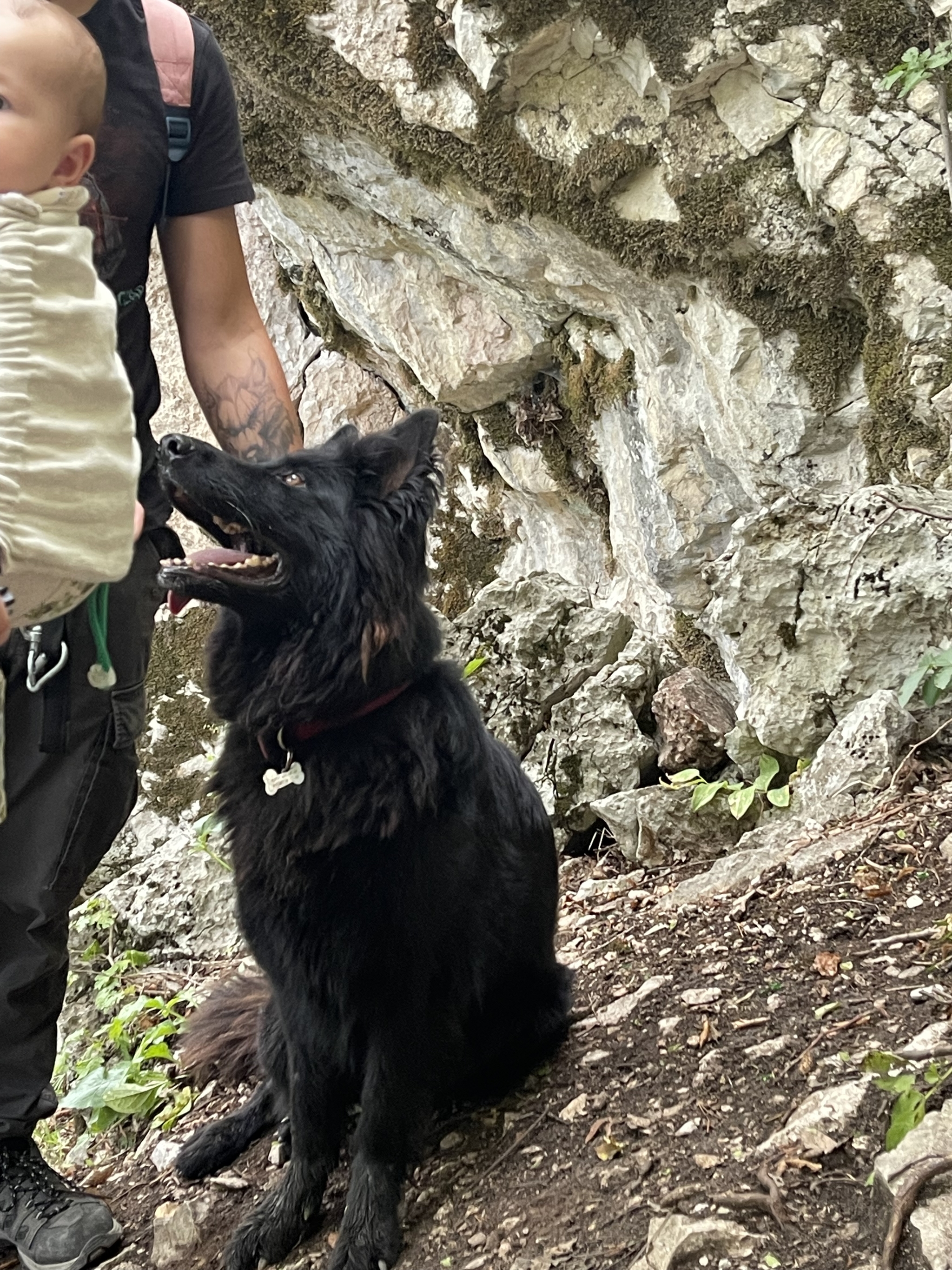 Czech Shepherd - My, Puppies, Search, Nursery