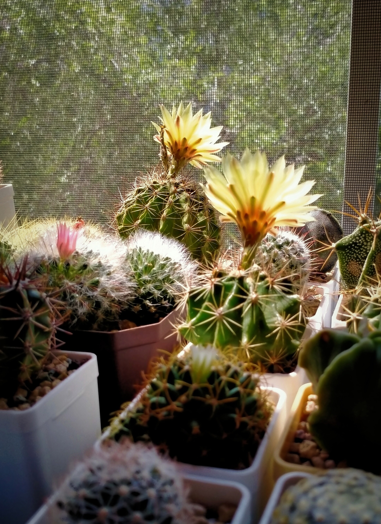 Berries of the cactus Thelocactus setispinus. - My, Bloom, Berries, Cactus, Blooming cacti, Succulents, Fruit, Houseplants, Longpost