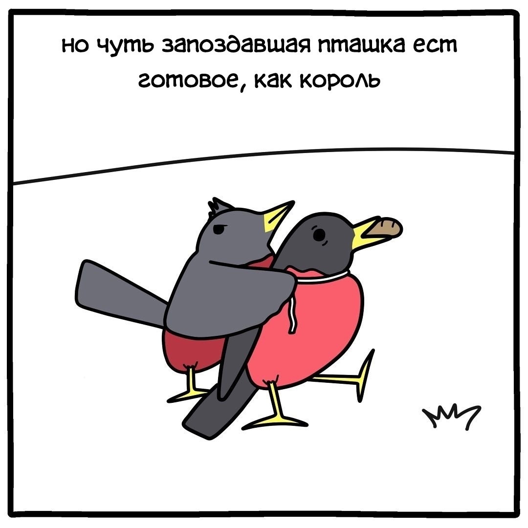 Early bird - Law of the jungle, Birds, Comics, Longpost