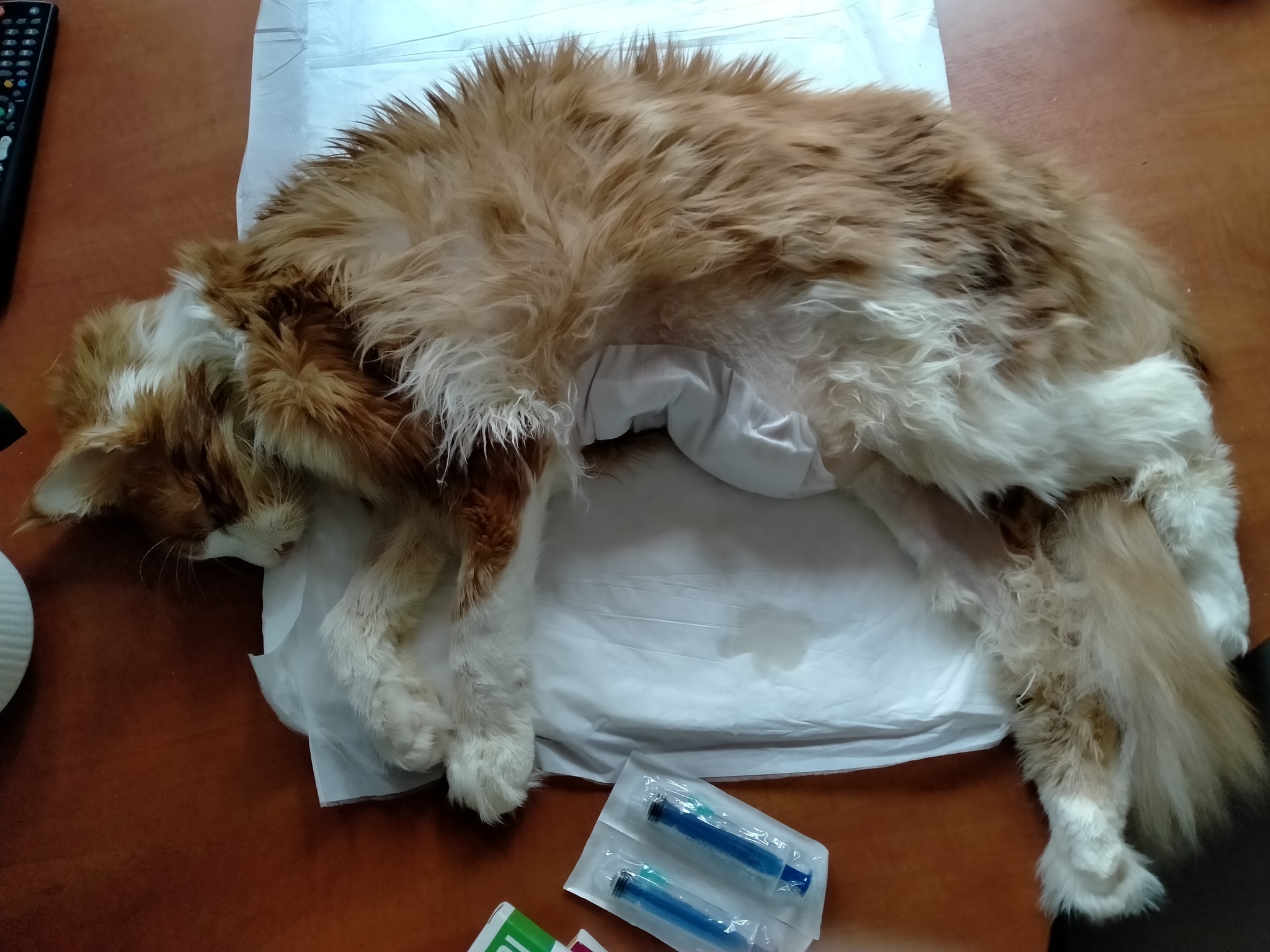 Do cats not cry? - My, cat, Maine Coon, Tears, Vet, Nizhnevartovsk, Video, Longpost, Treatment