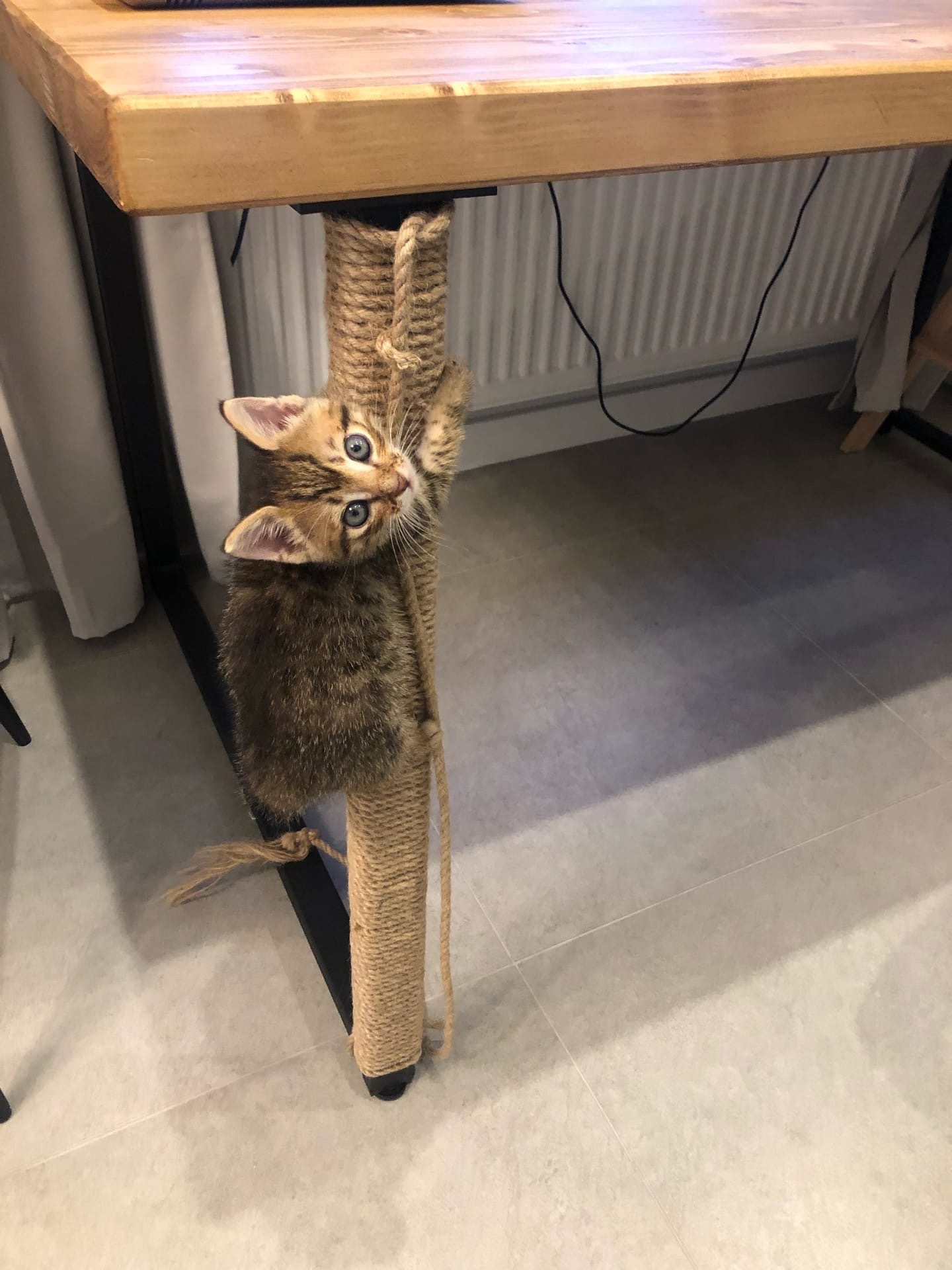 The new kitten is testing the scratching post - My, cat, Kittens, Scratching post, Table