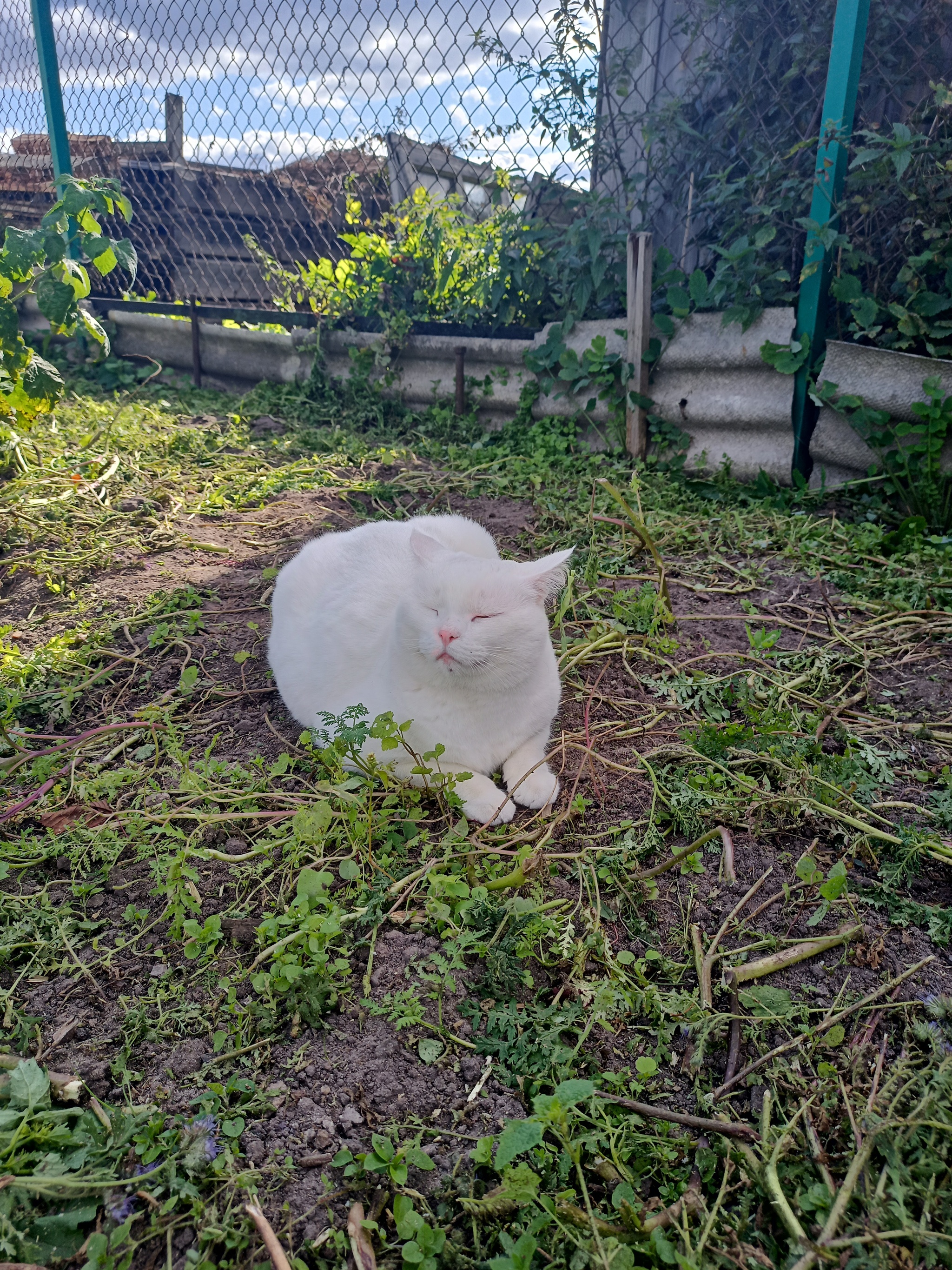 Asya in the village - My, cat, Village